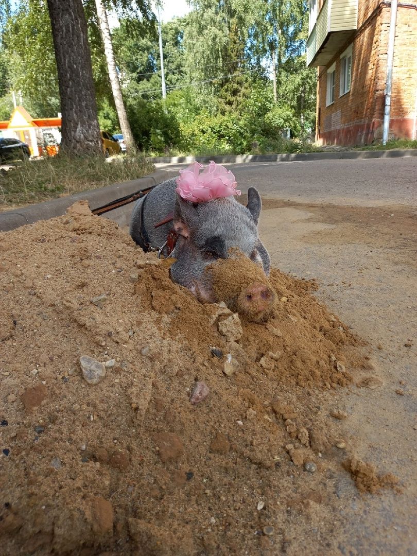 Волоколамск, Поросенок, Жужа,