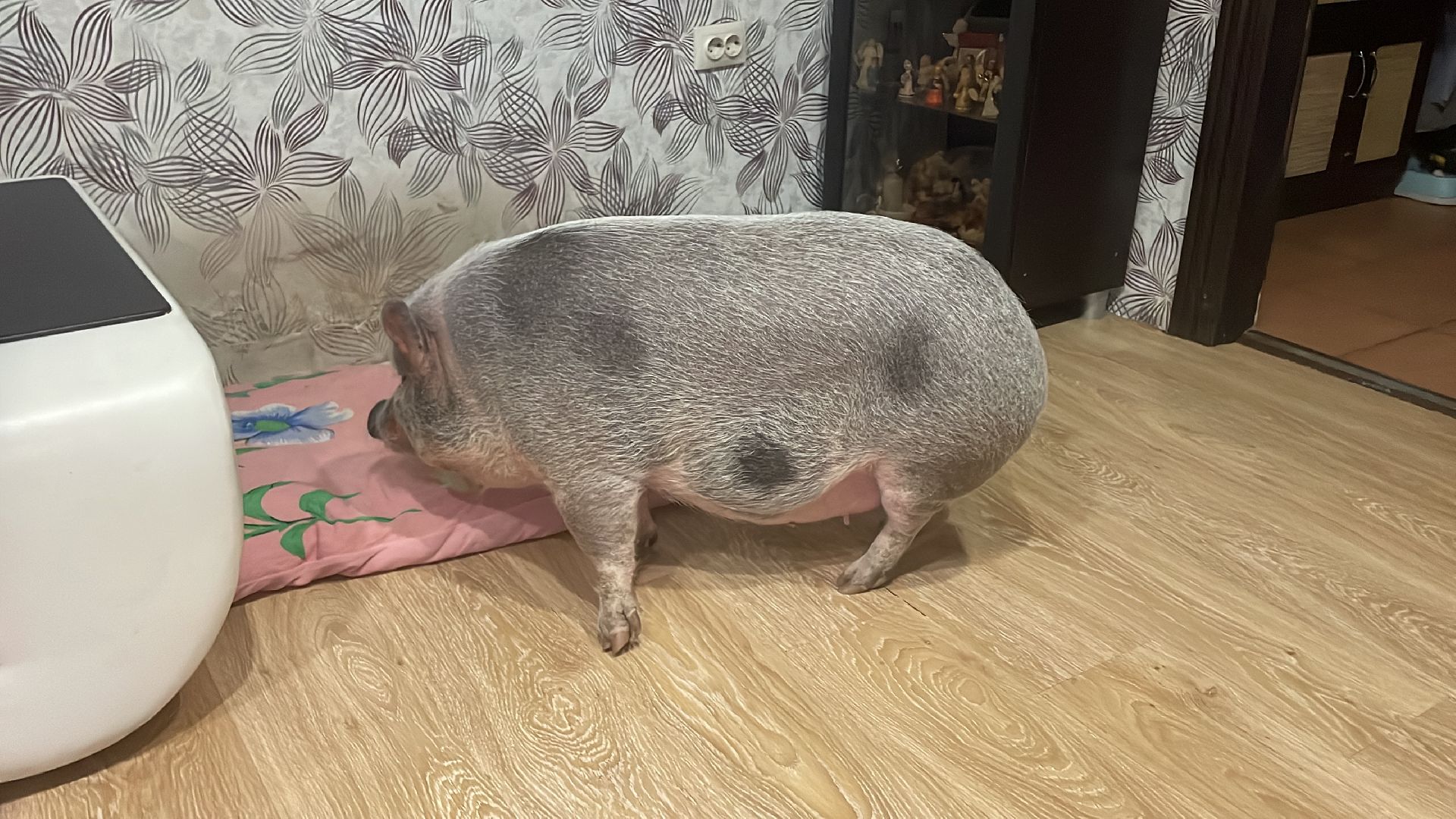 Волоколамск, Поросенок, Жужа,