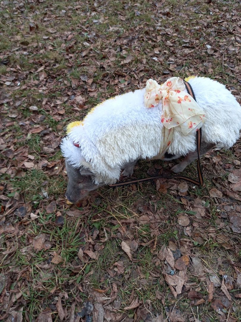 Волоколамск, Поросенок, Жужа,