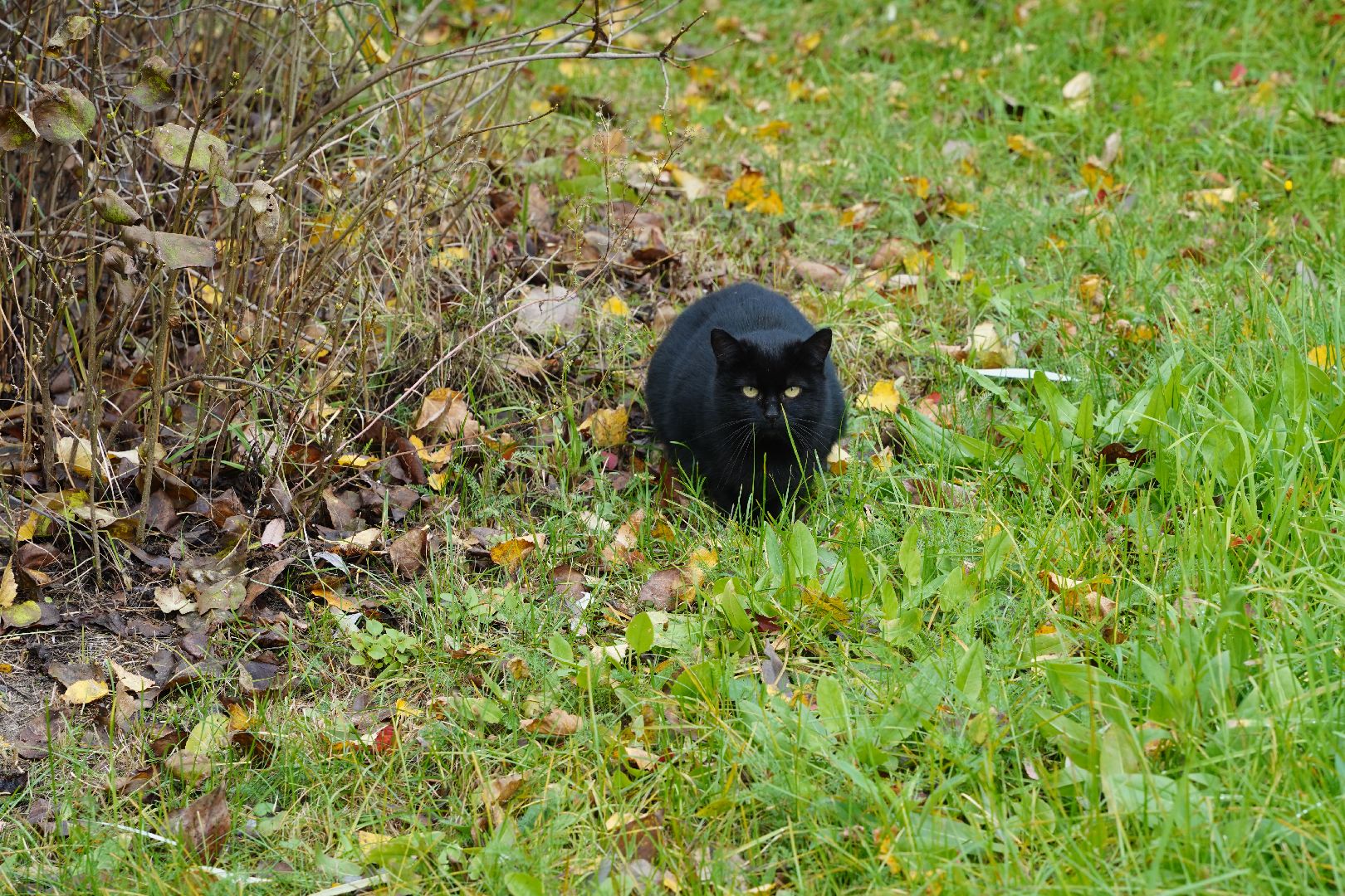 староста, Чернятино, Большая Шатура,