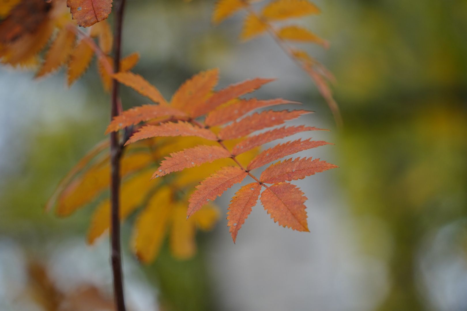 староста, Чернятино, Большая Шатура,