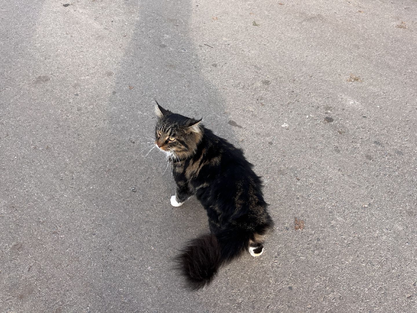 шаховская, история, церкви, церковь, храм, часовня,