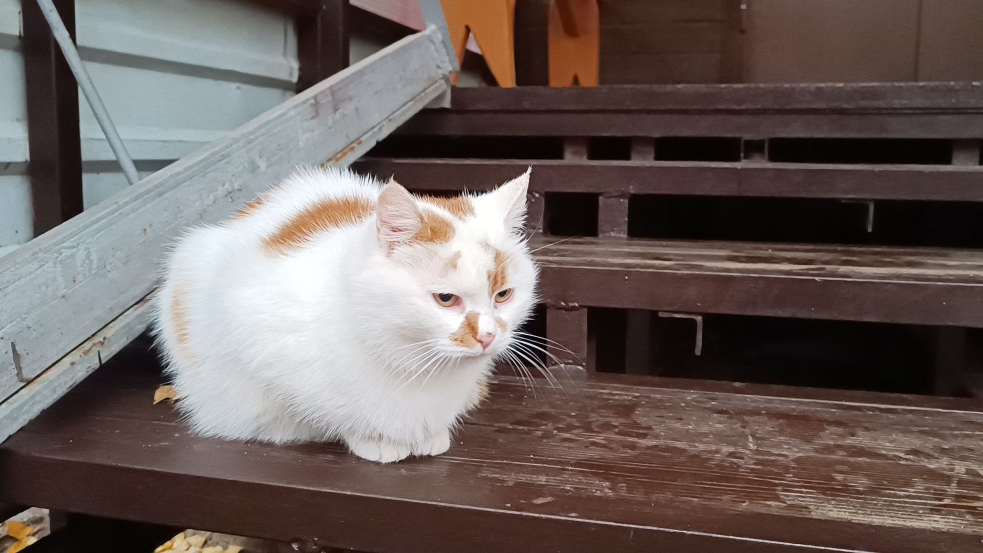 лобня, строительство, храм,