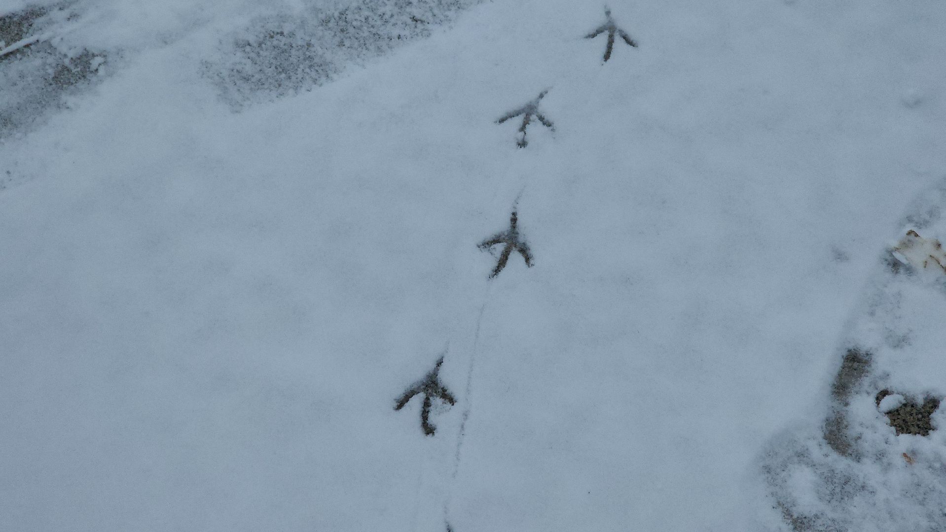 Пушкино, Первый снег, Городской округ Пушкинский, ЖКХ, уборка снега, Зима в Подмосковье, общество, дети, люди,