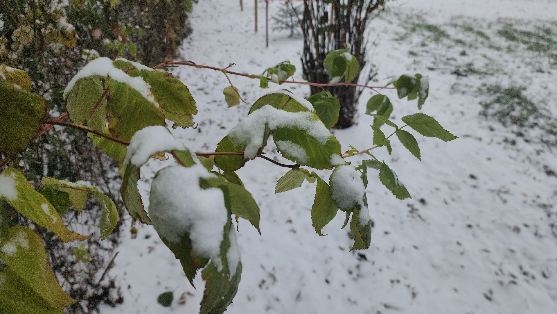 моржевание, закаливание, ЗОЖ, первый мороз, первый снег, выживший, ледяная вода, зимняя природа, зимнее озеро,