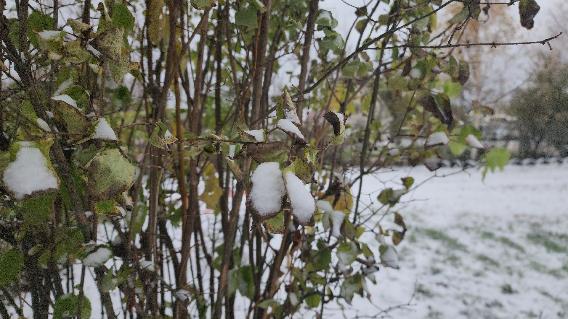 моржевание, закаливание, ЗОЖ, первый мороз, первый снег, выживший, ледяная вода, зимняя природа, зимнее озеро,