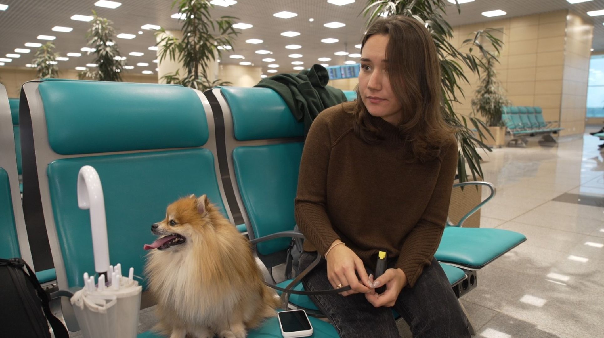 перелет с собакой, животные в самолете, аэропорт Домодедово,