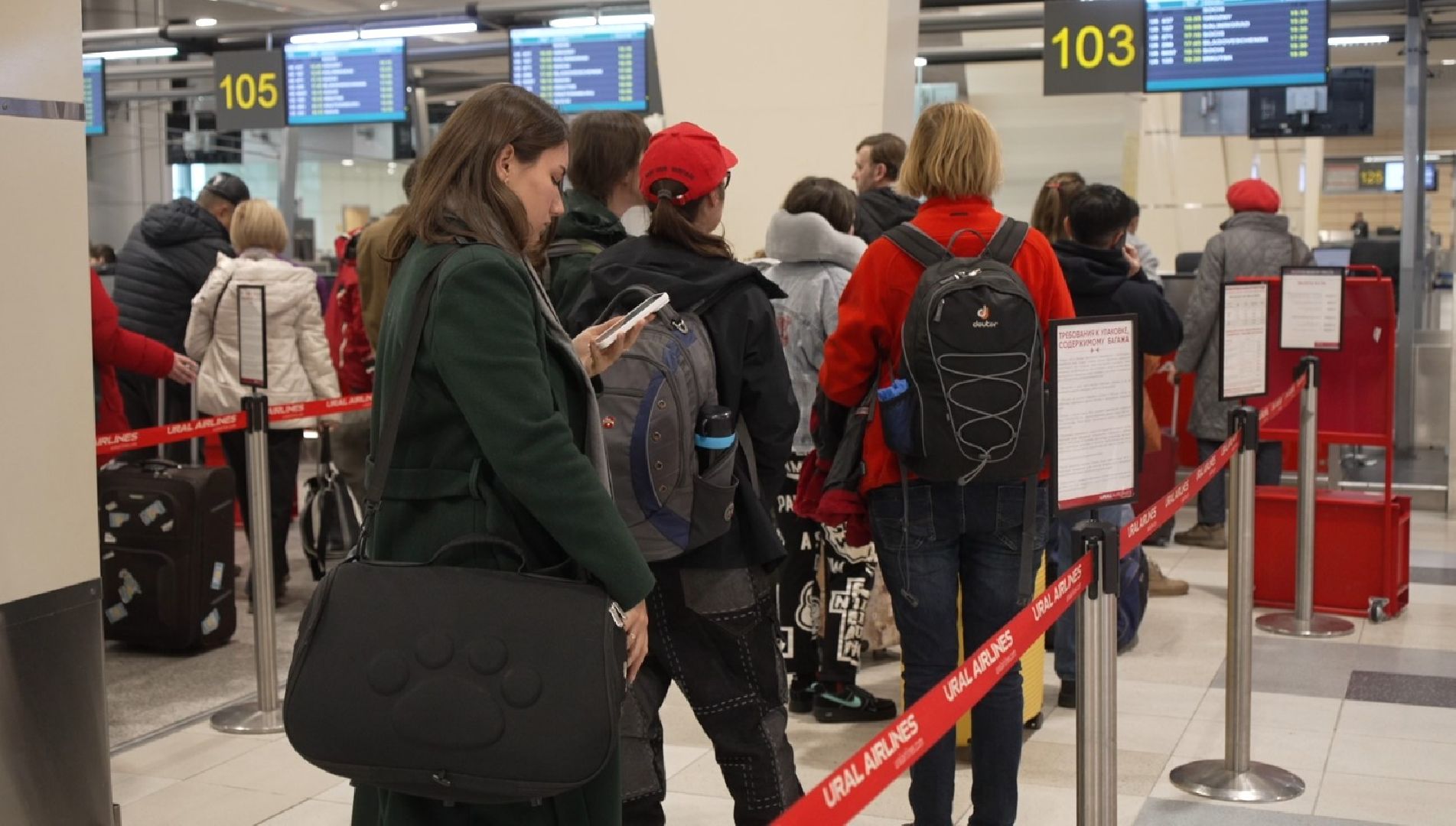 перелет с собакой, животные в самолете, аэропорт Домодедово,