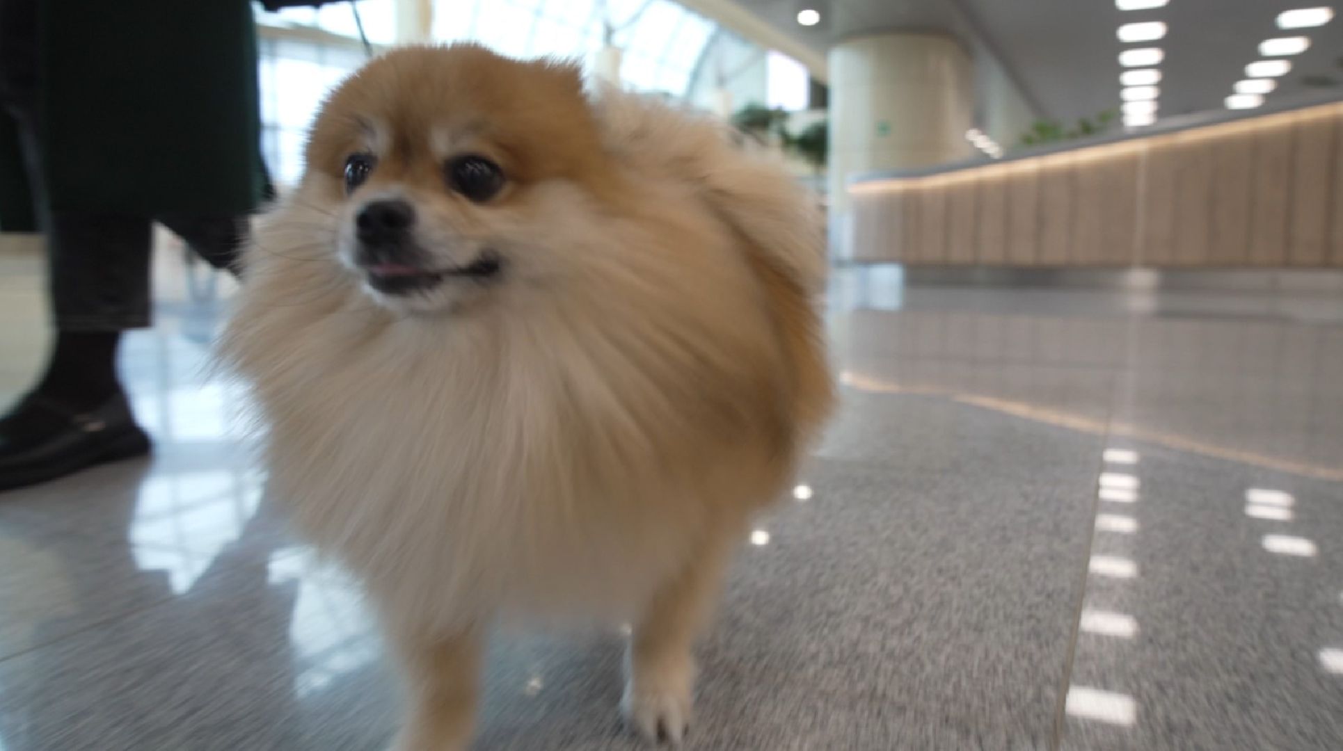 перелет с собакой, животные в самолете, аэропорт Домодедово,