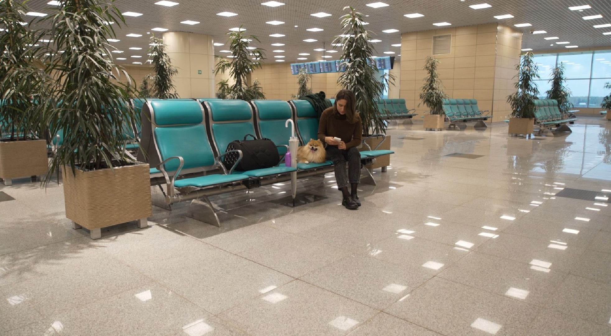 перелет с собакой, животные в самолете, аэропорт Домодедово,