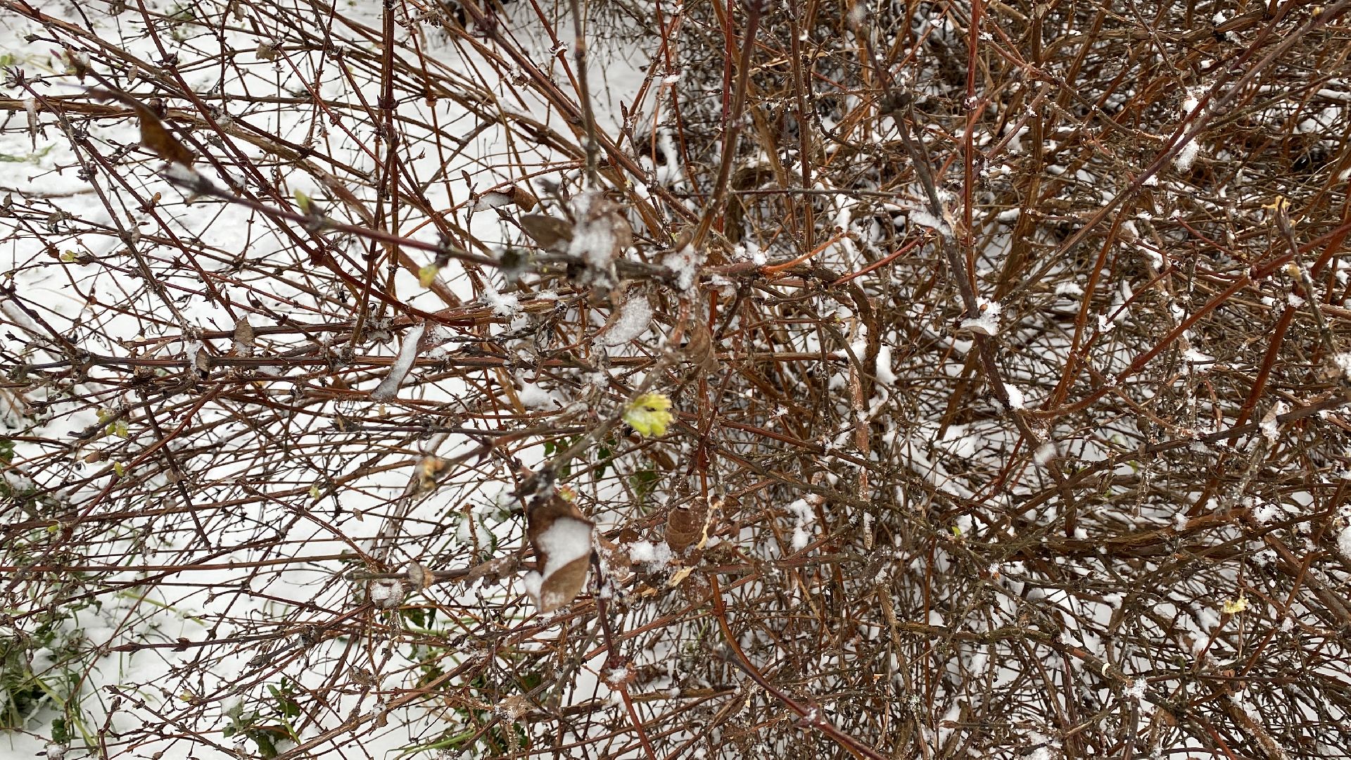 волоколамск, жимолость, экология, аномальная погода, природа, природное явление,