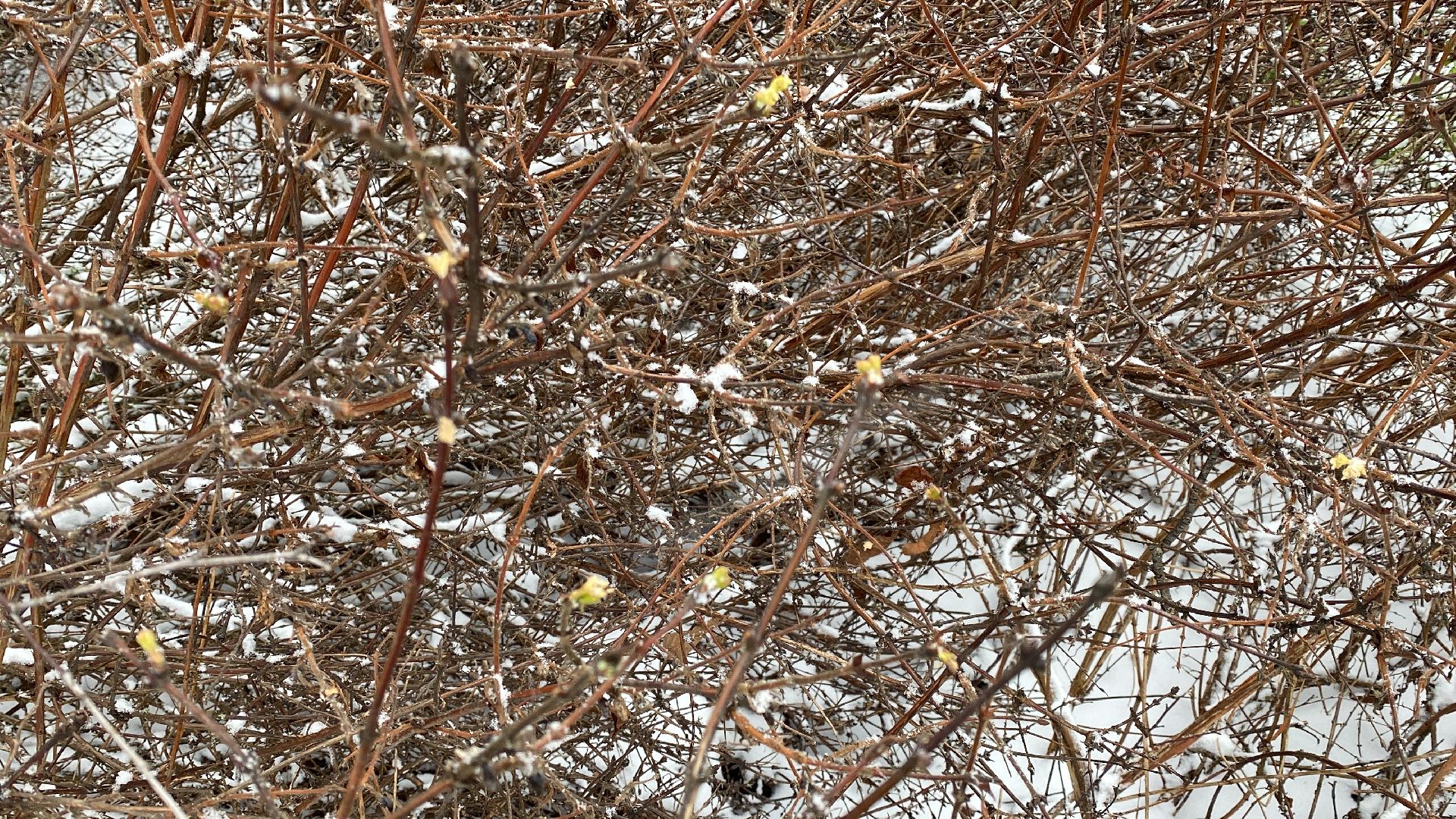 волоколамск, жимолость, экология, аномальная погода, природа, природное явление,