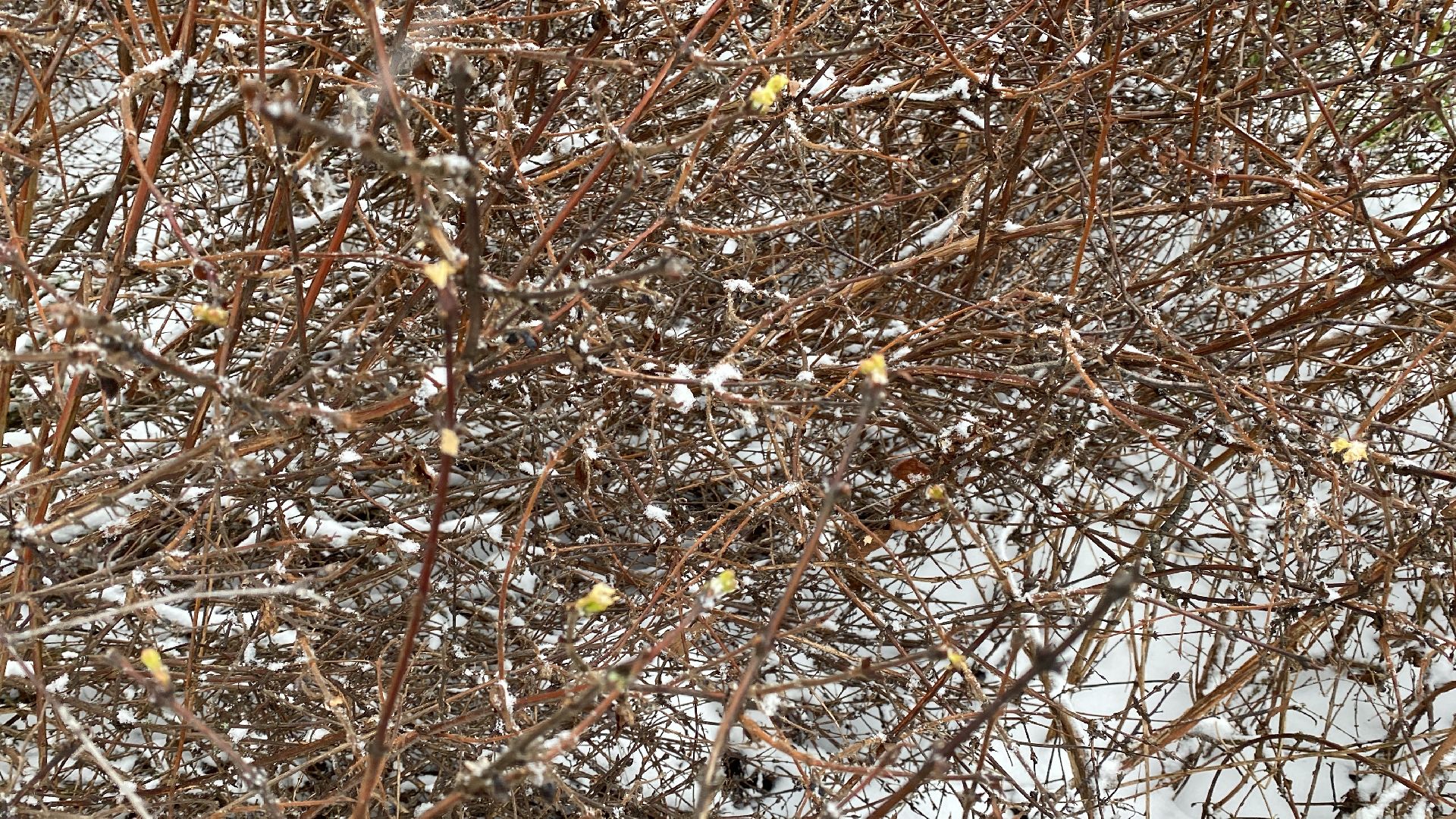 волоколамск, жимолость, экология, аномальная погода, природа, природное явление,