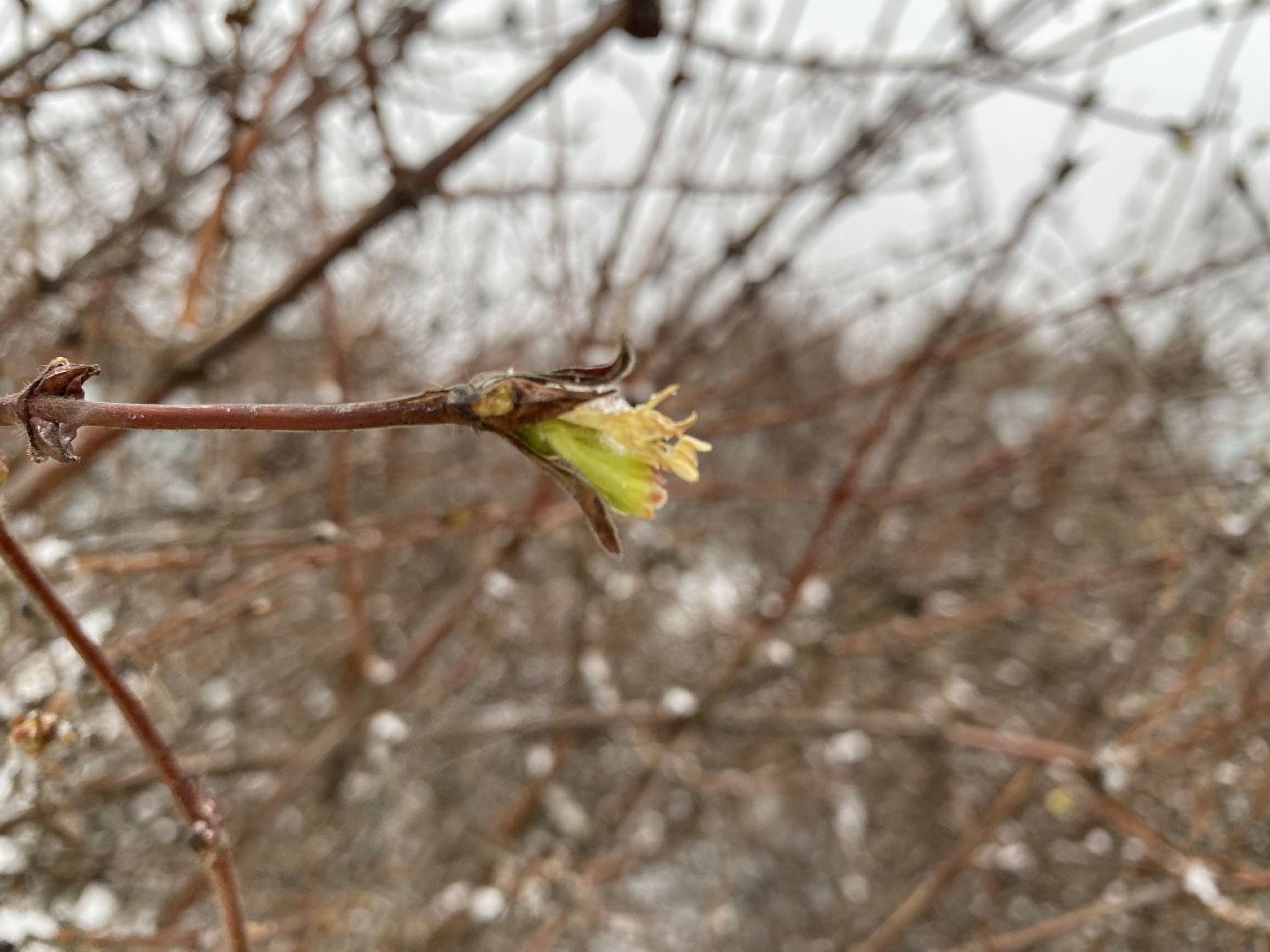 волоколамск, жимолость, экология, аномальная погода, природа, природное явление,