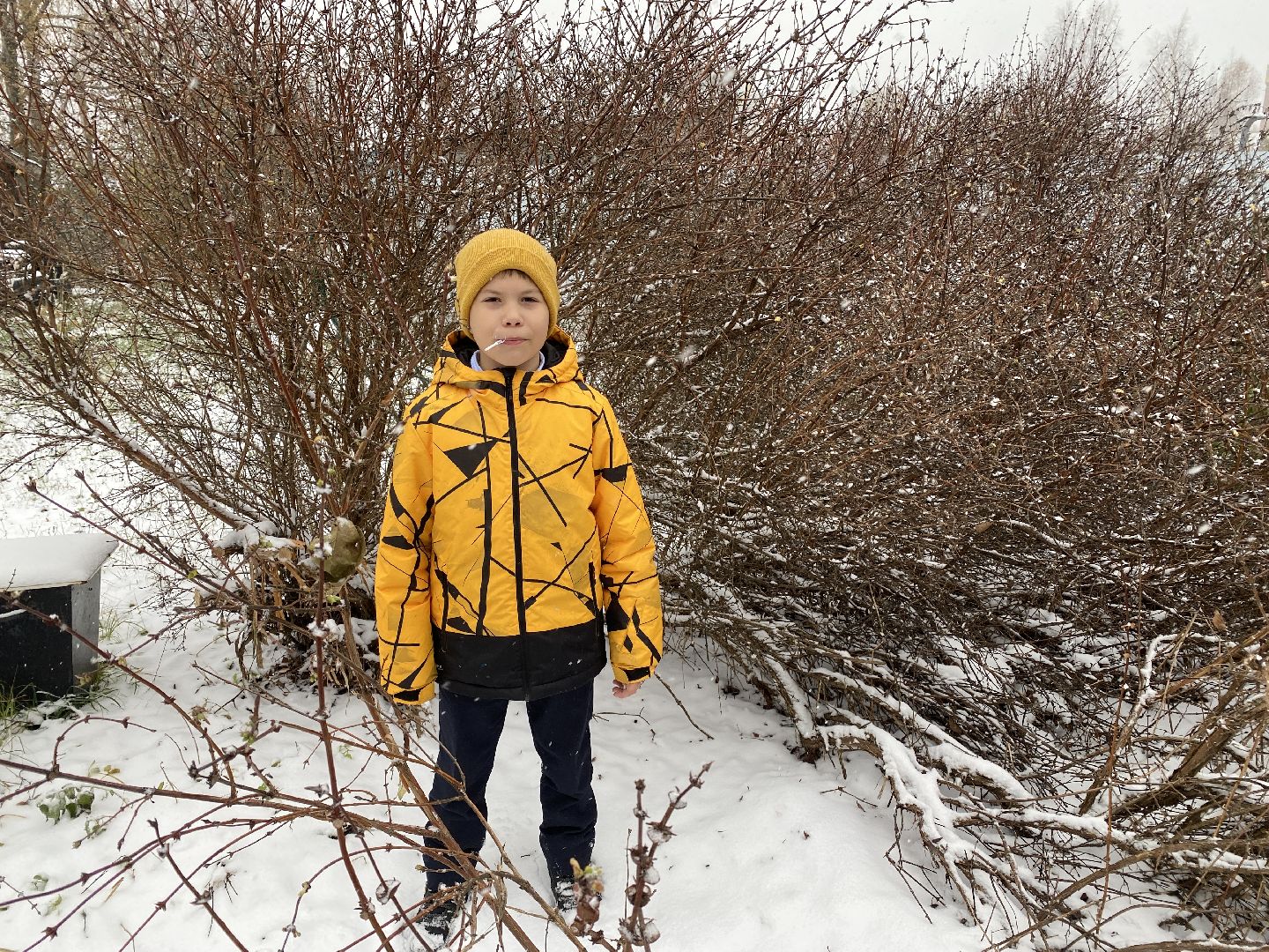 волоколамск, жимолость, экология, аномальная погода, природа, природное явление,