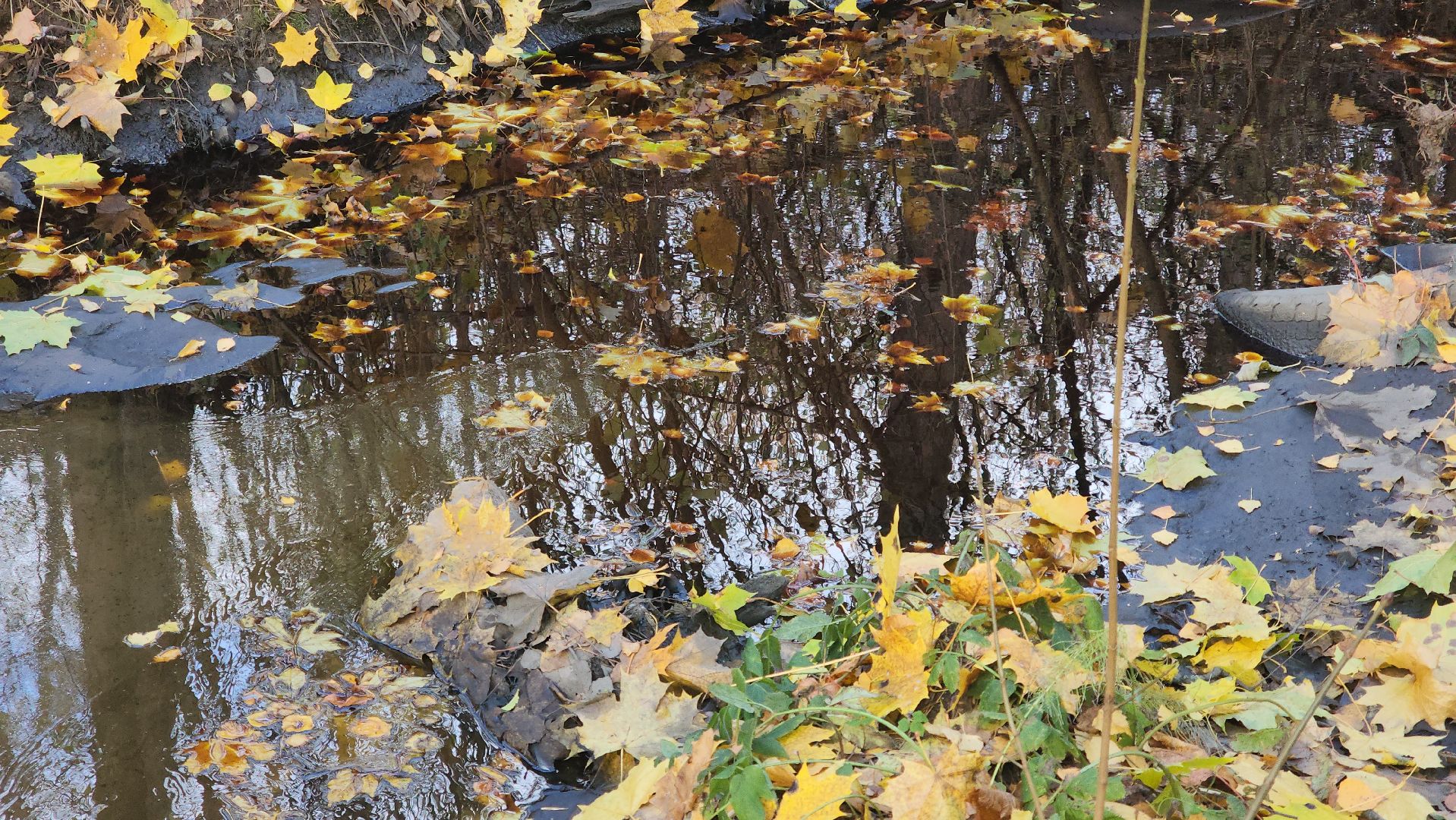 Городской округ Пушкинский, Пушкино, Кавезино, экология, общество, люди,