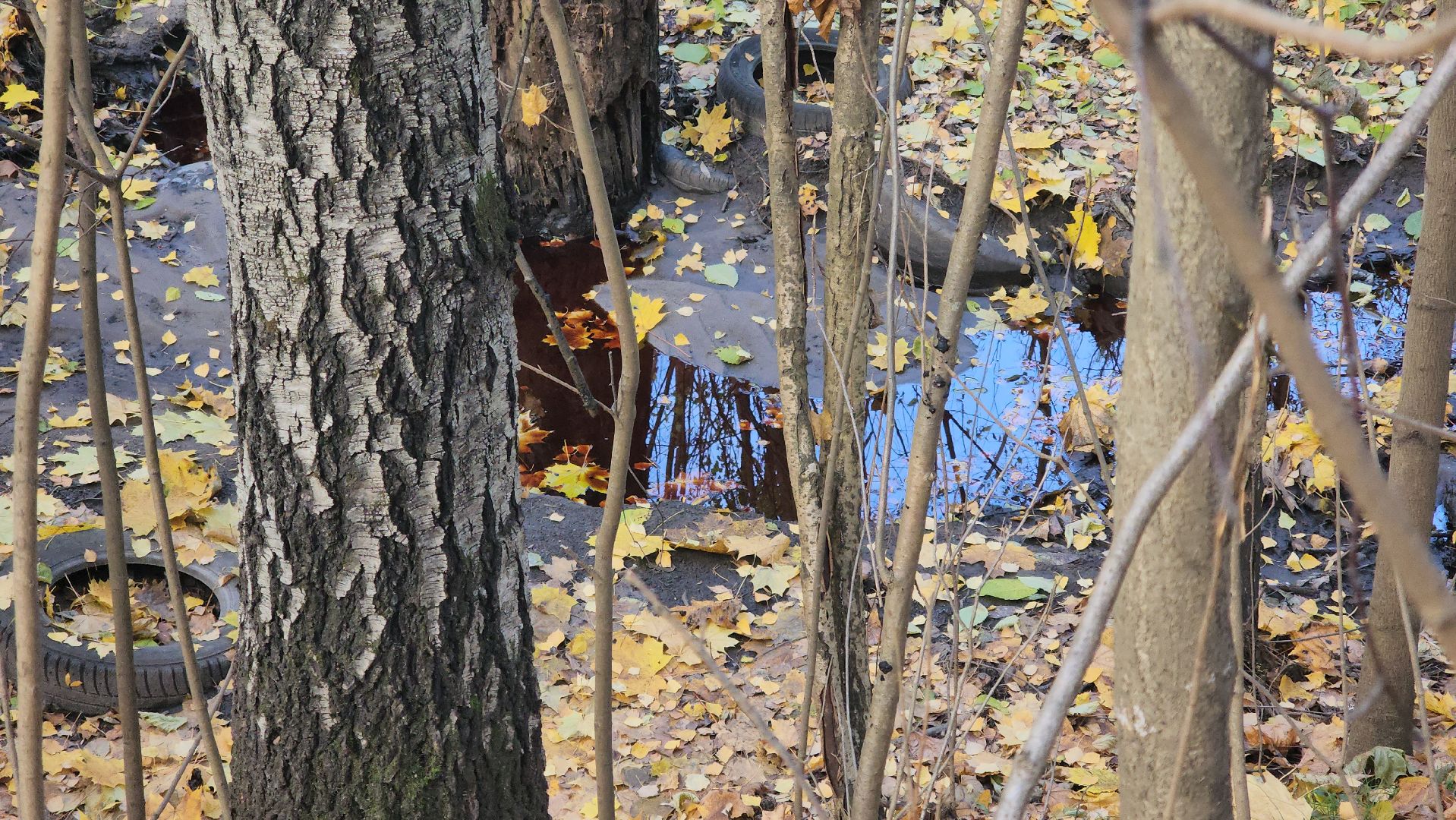 Городской округ Пушкинский, Пушкино, Кавезино, экология, общество, люди,