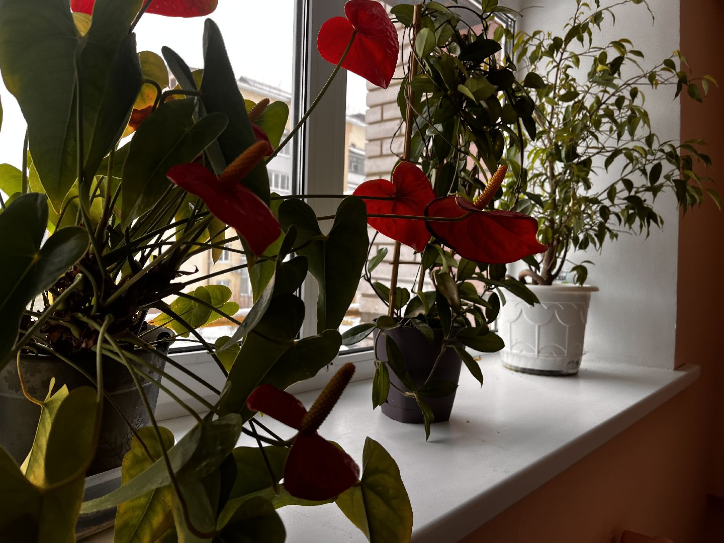 восход, московская область, подмосковье, губернатор, ремонт мкд, хоккей, спорт, подъезды,