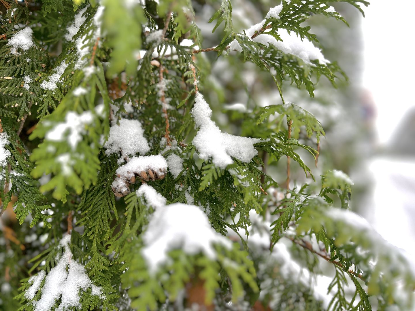 восход, московская область, подмосковье, губернатор, ремонт мкд, хоккей, спорт, подъезды,