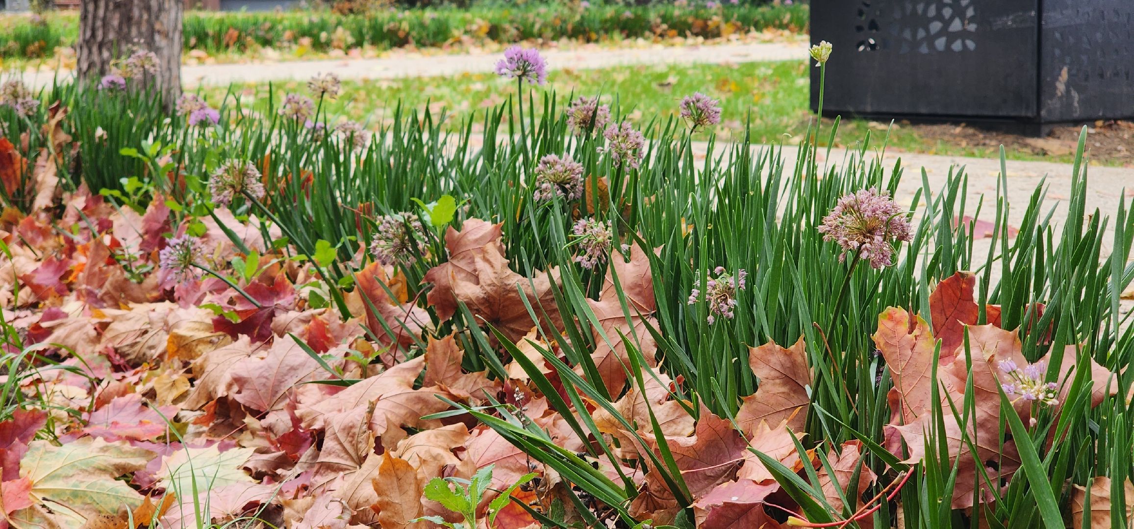 Пушкино, ЗАГС, молодожены, сквер, городская среда, общество, люди, семья, дети,
