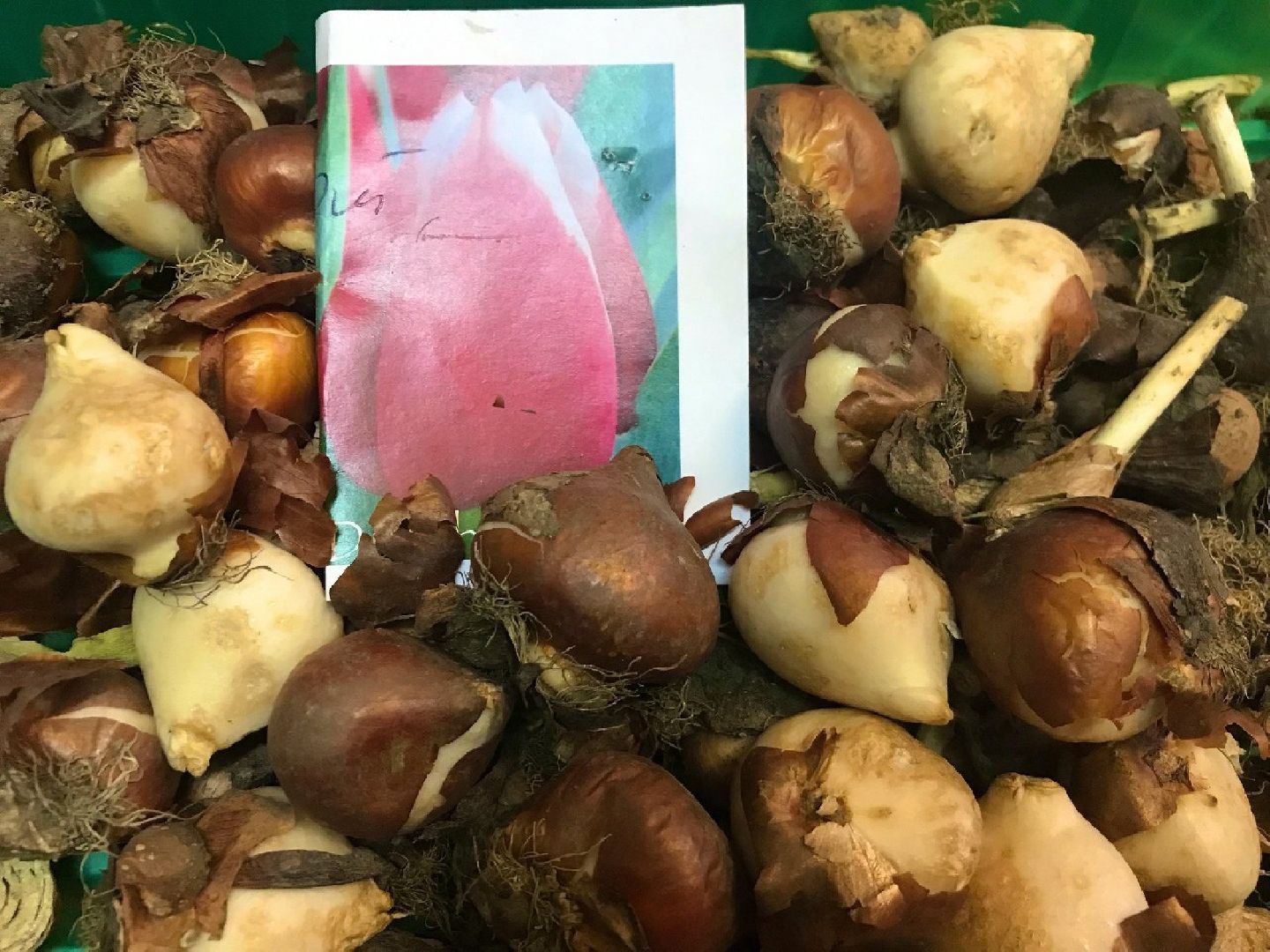 Экопионеры, Детское волонтерское экодвижение, Зеленый патруль, дети с овз, наро-фоминск,