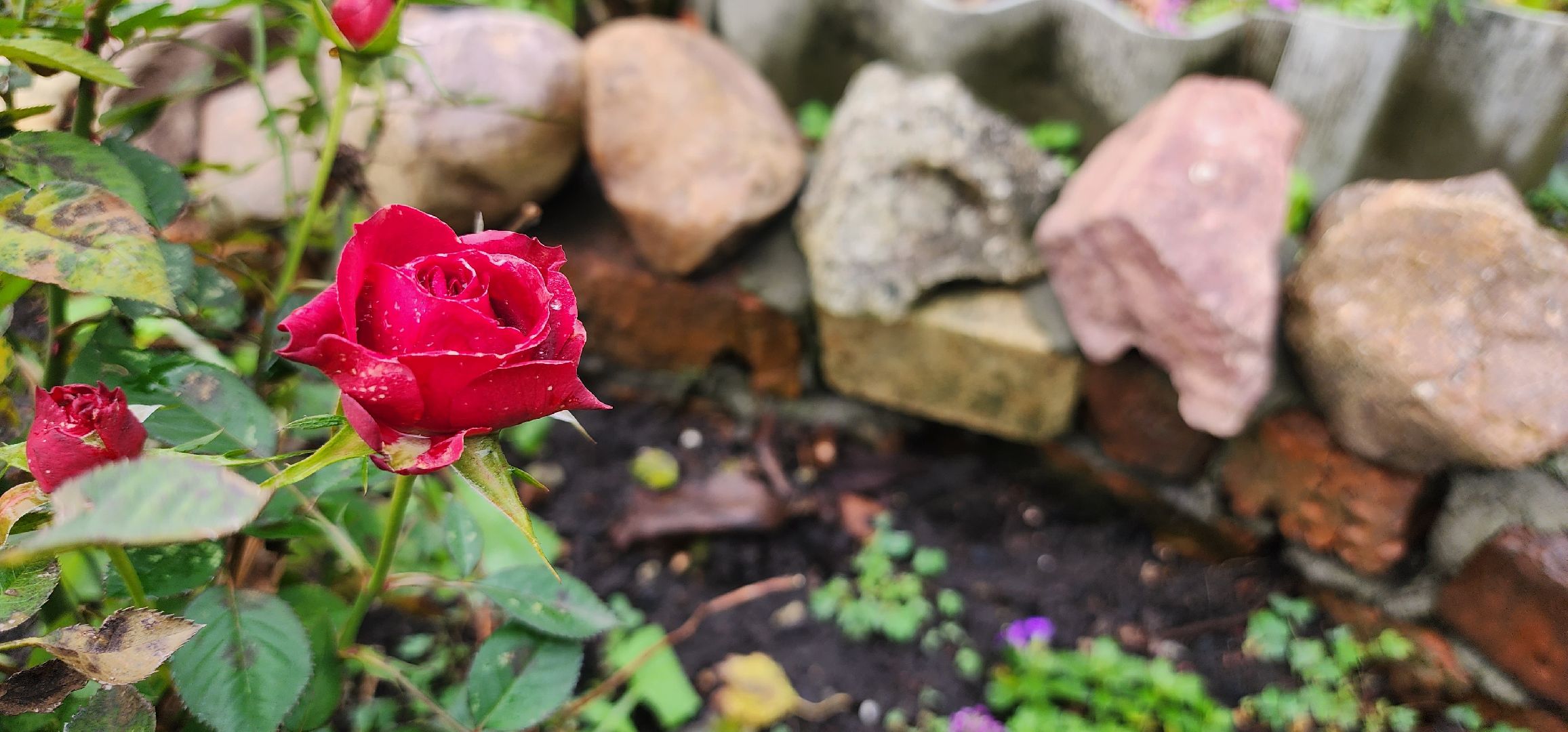 Коломна, лучший двор, конкурс,