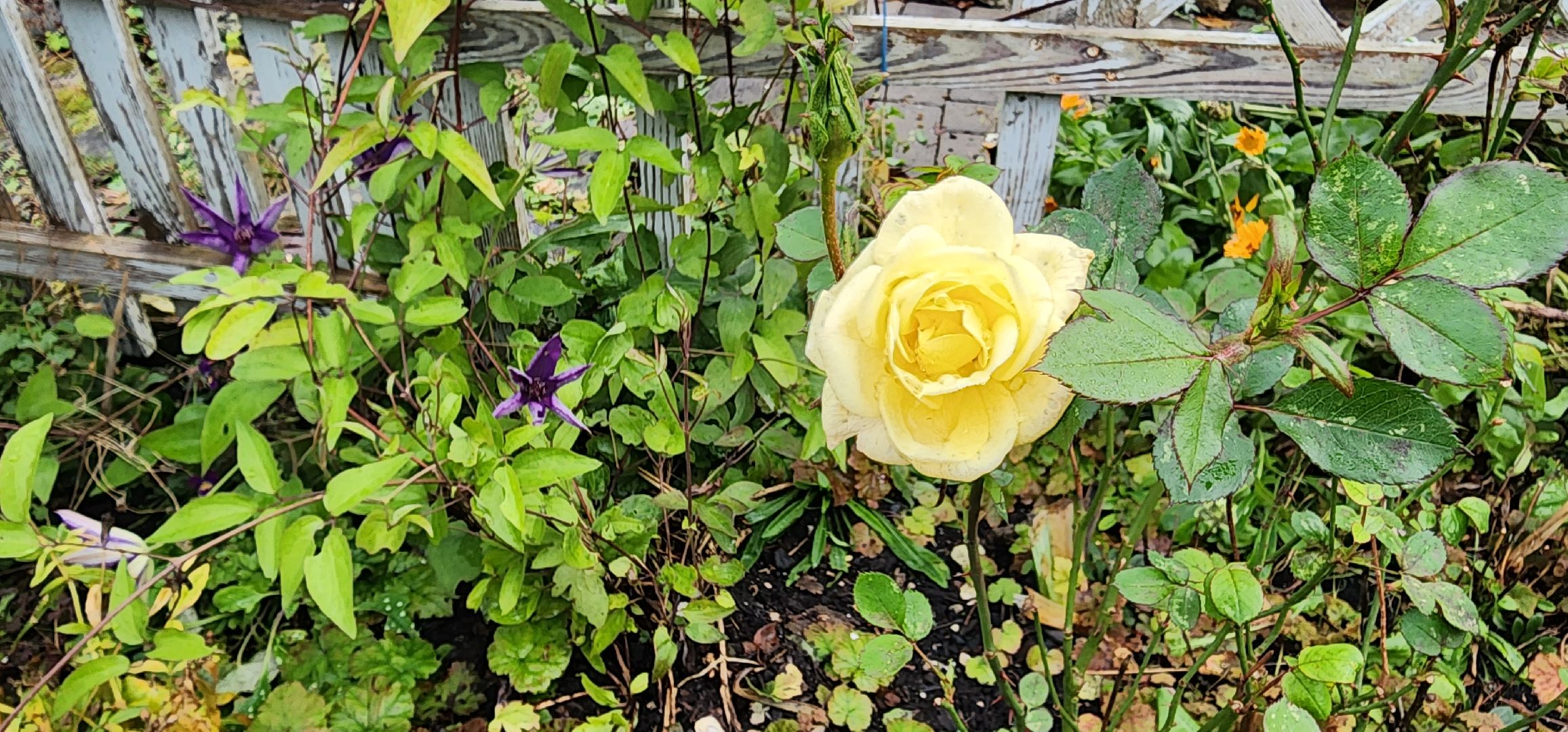 Коломна, лучший двор, конкурс,