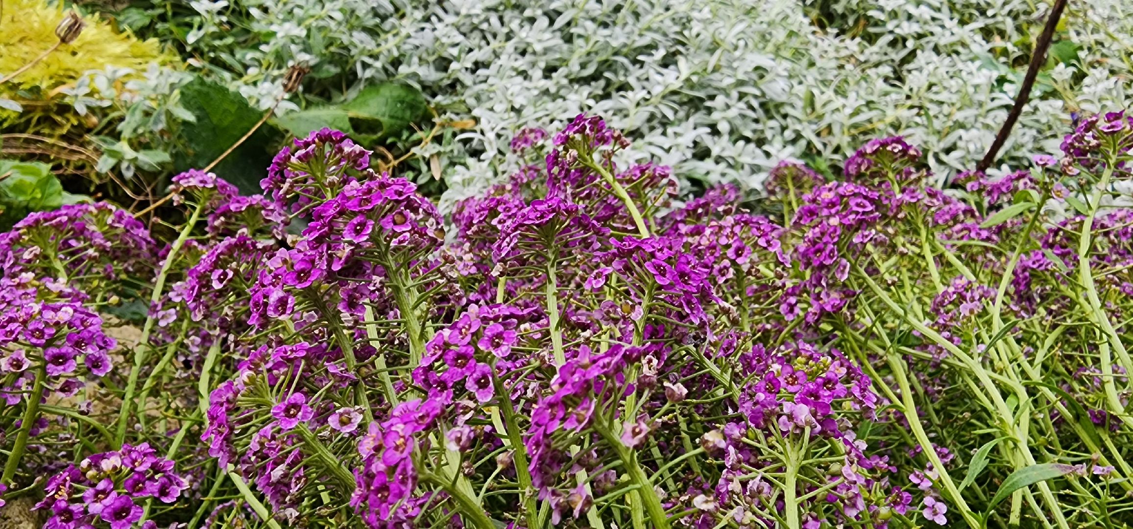 Коломна, лучший двор, конкурс,