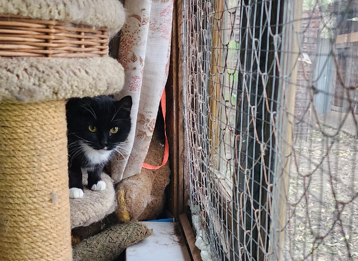 Коломна, волонтеры, бездомные животные,