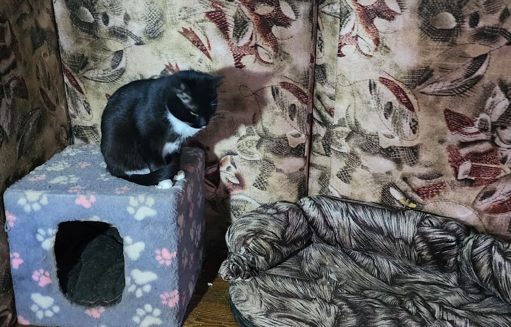 Коломна, волонтеры, бездомные животные,