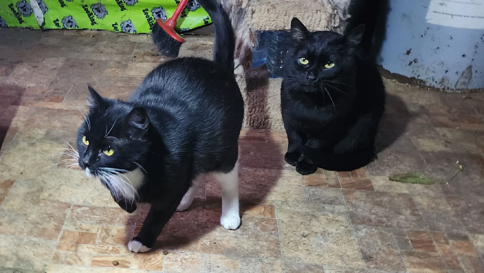 Коломна, волонтеры, бездомные животные,