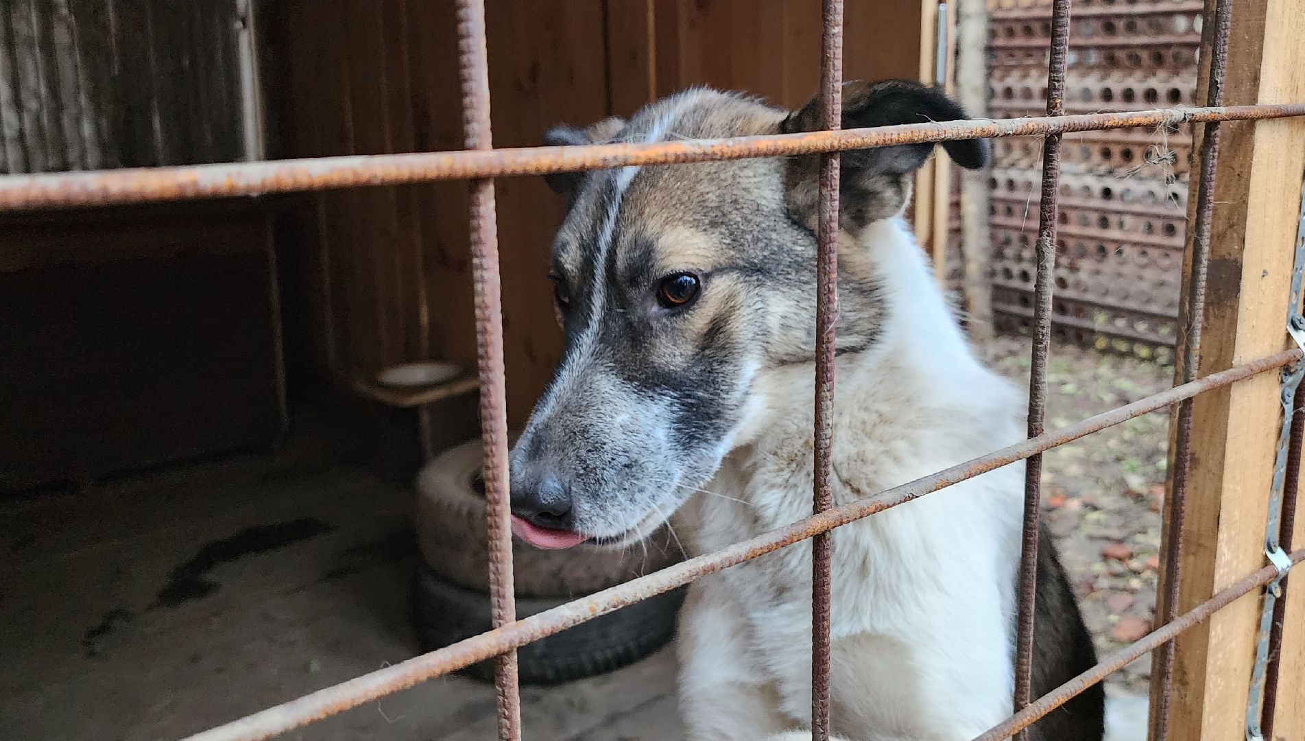 Коломна, волонтеры, бездомные животные,