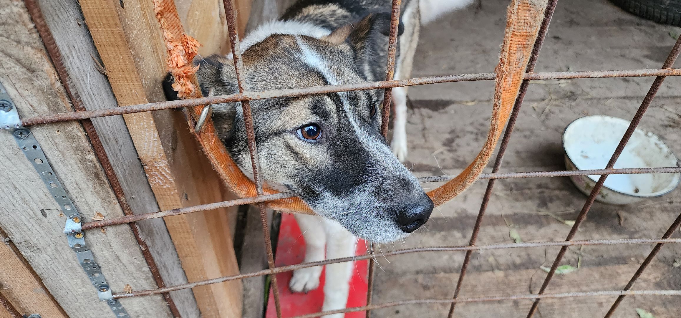 Коломна, волонтеры, бездомные животные,