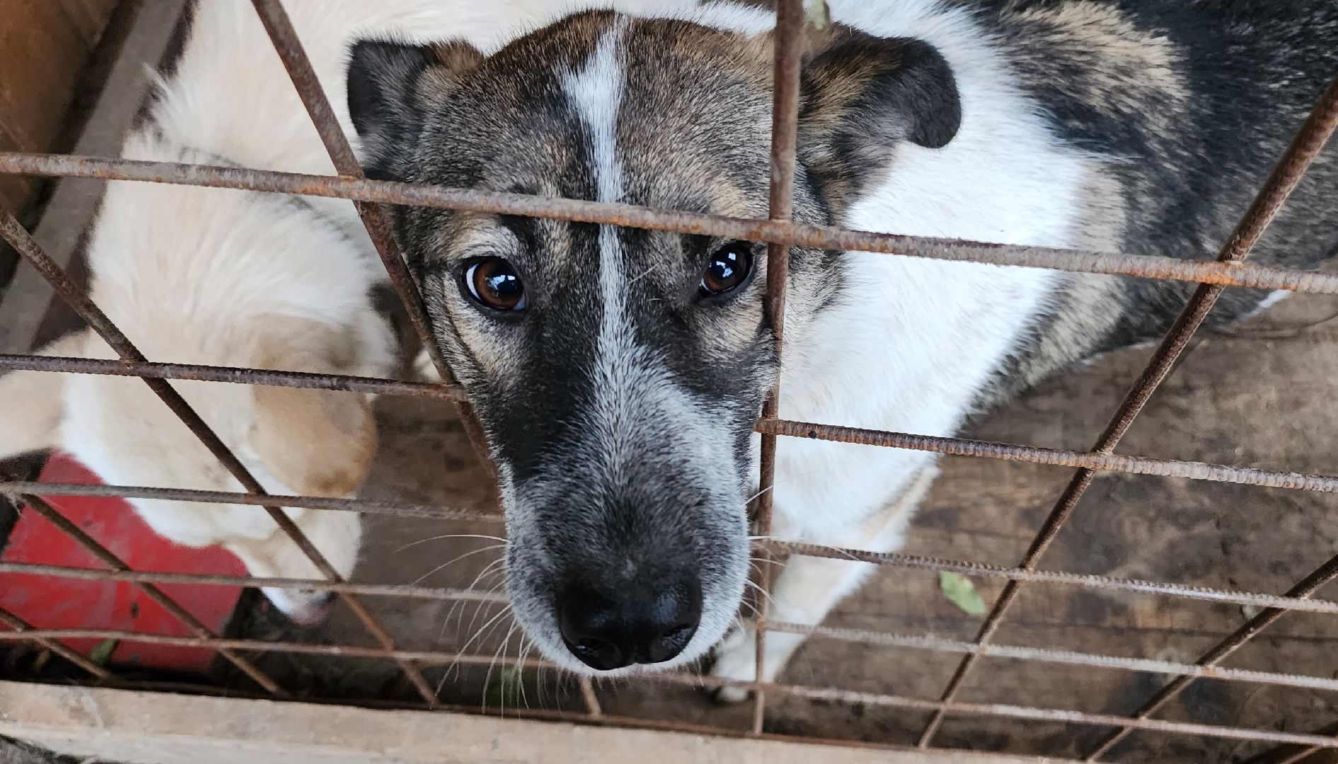 Коломна, волонтеры, бездомные животные,