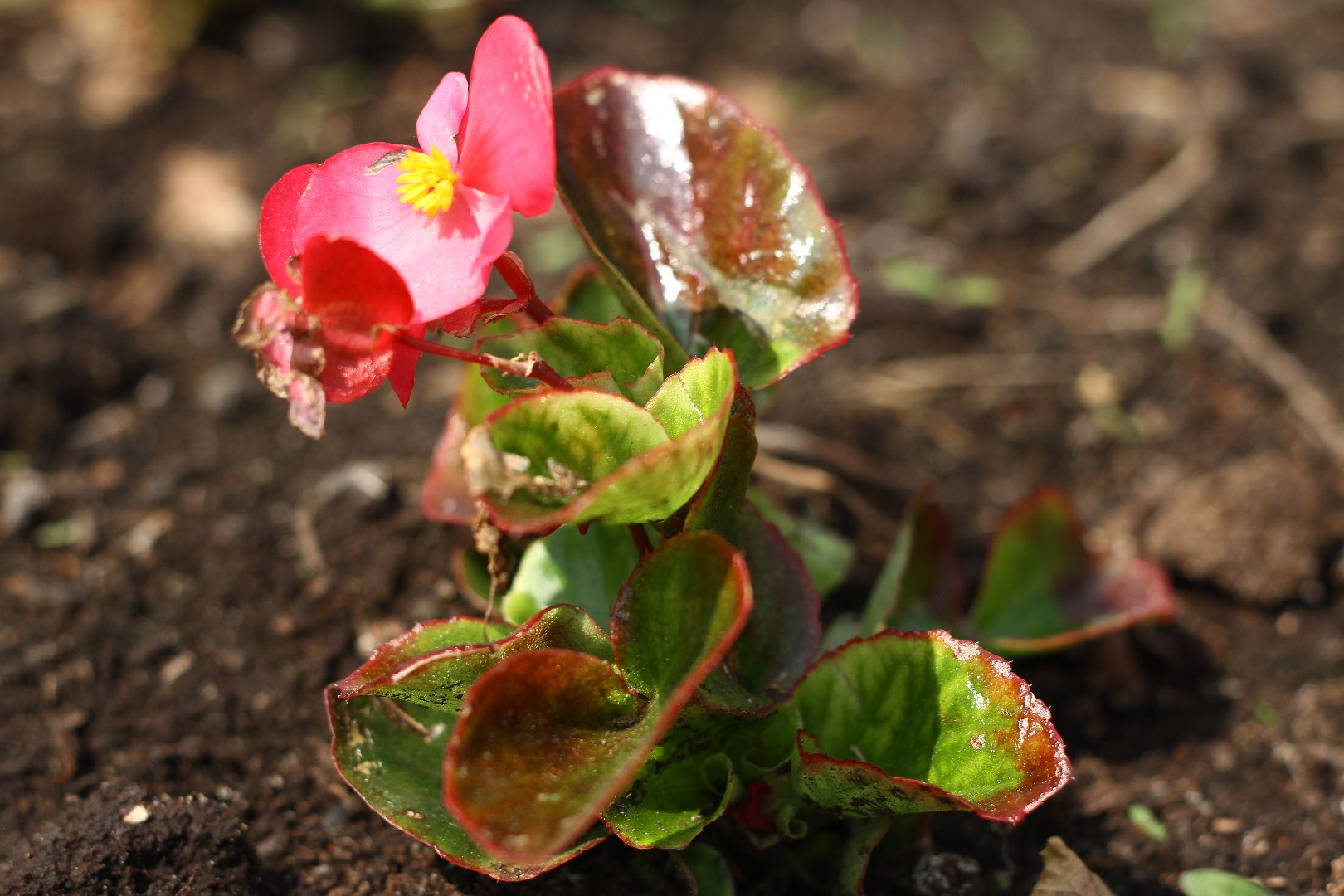 фотоконкурс, Рошаль, рошальский лицей, фотограф,