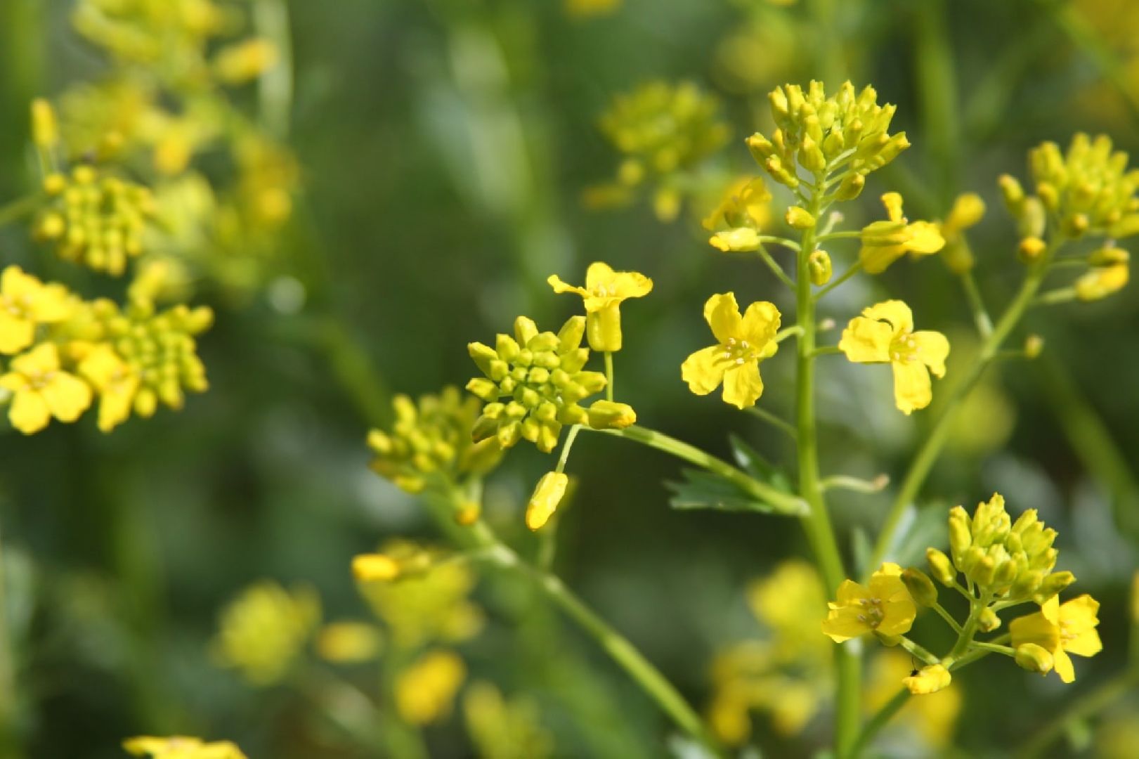 фотоконкурс, Рошаль, рошальский лицей, фотограф,