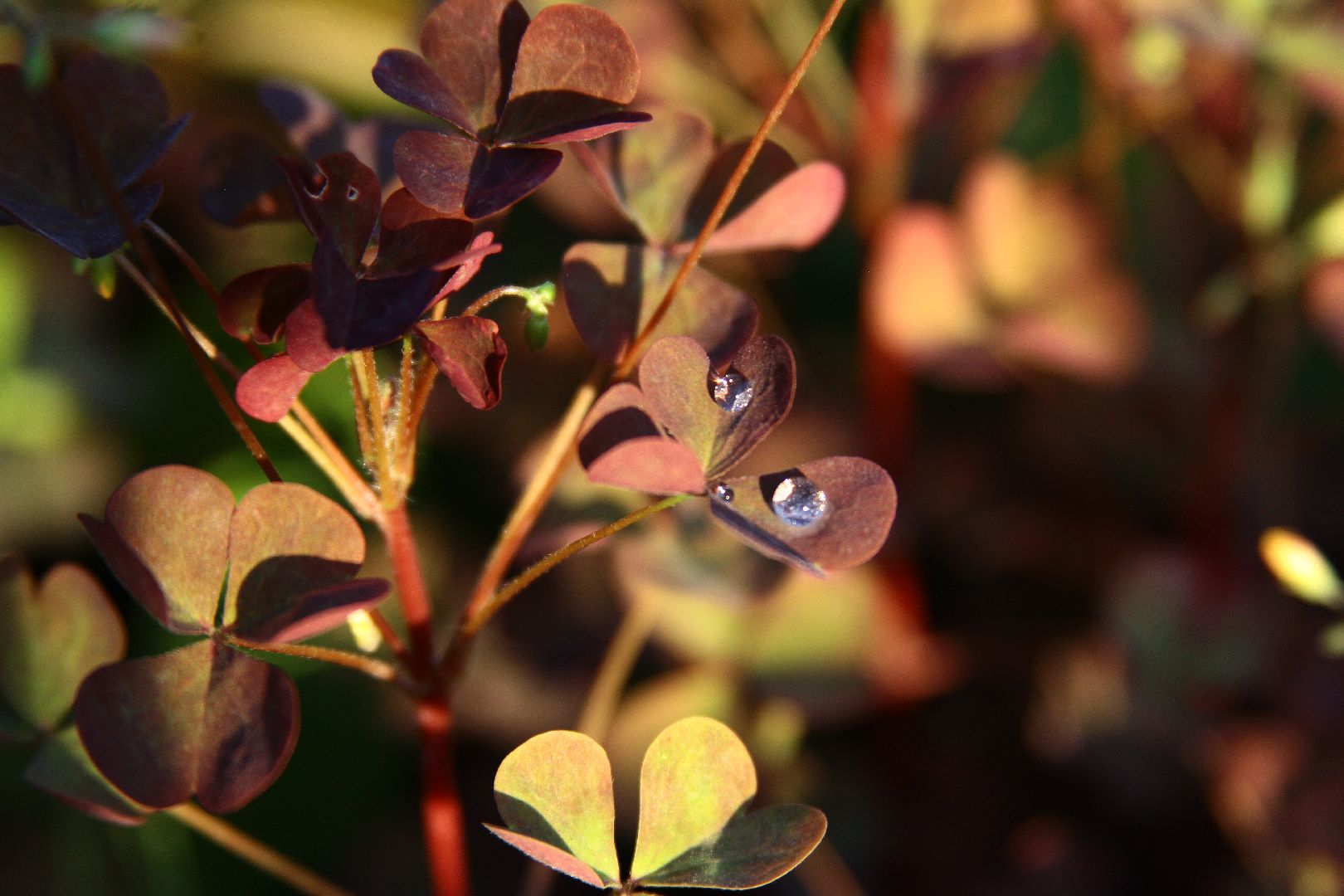 фотоконкурс, Рошаль, рошальский лицей, фотограф,