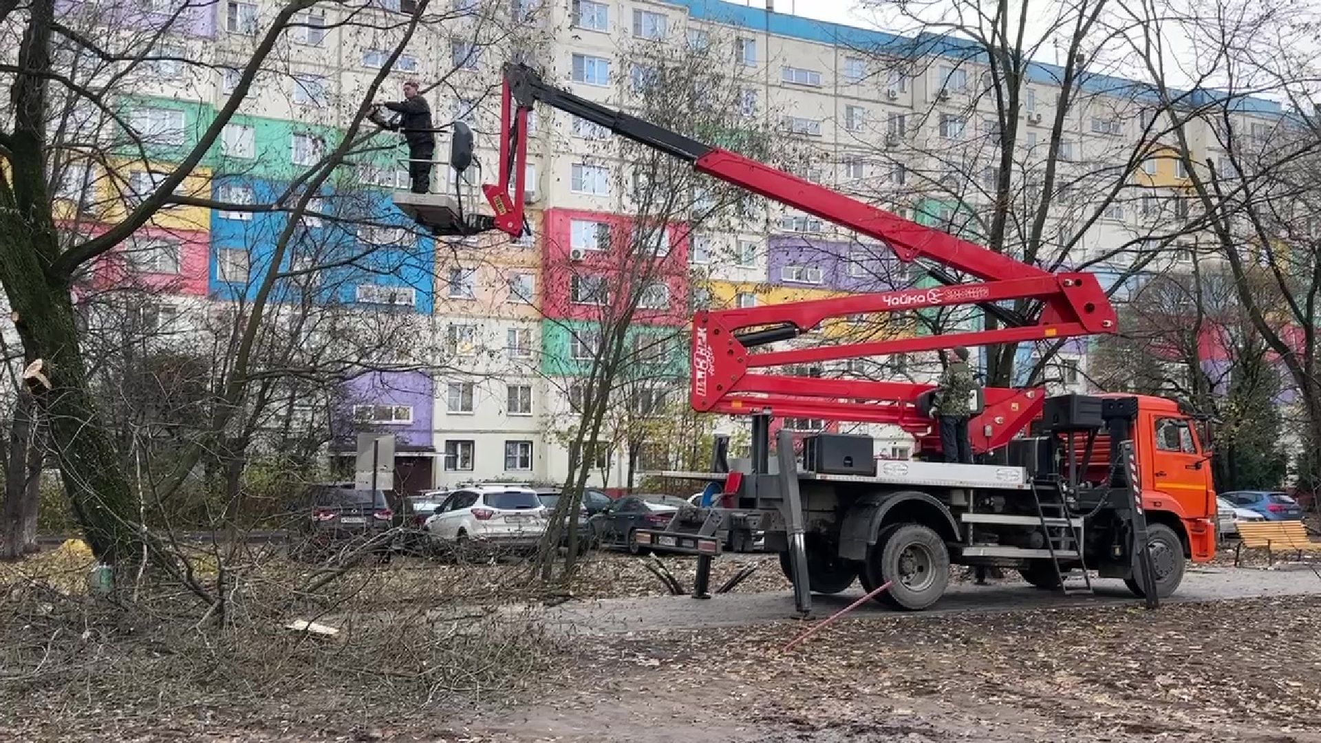 Реутов, деревья, опиловка, дендрологи,