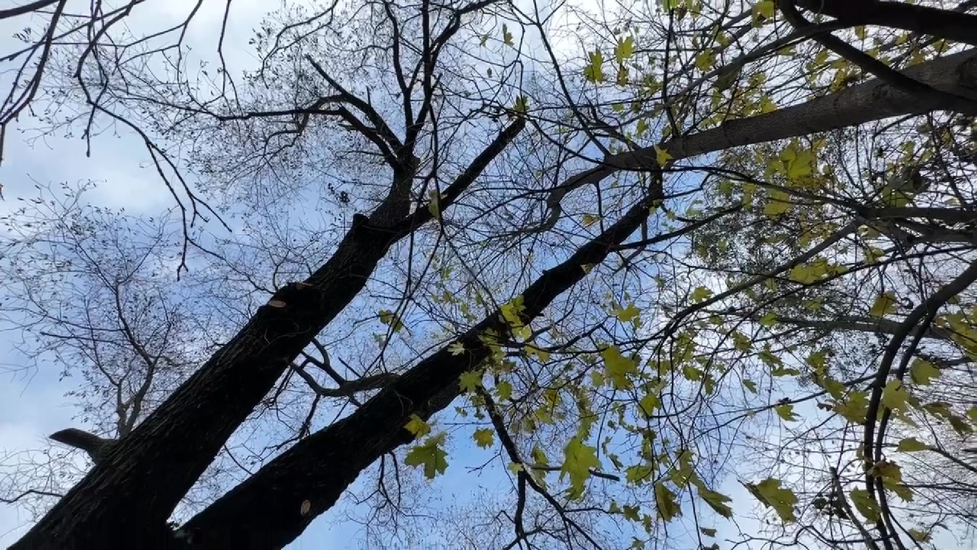 Реутов, деревья, опиловка, дендрологи,