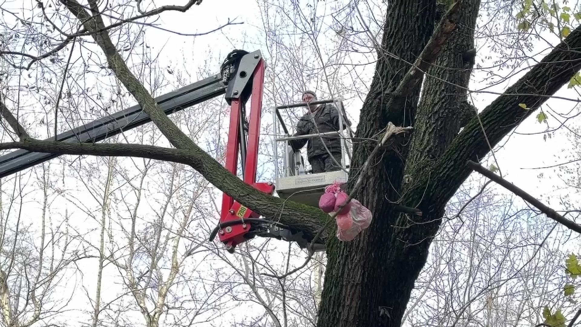 Реутов, деревья, опиловка, дендрологи,