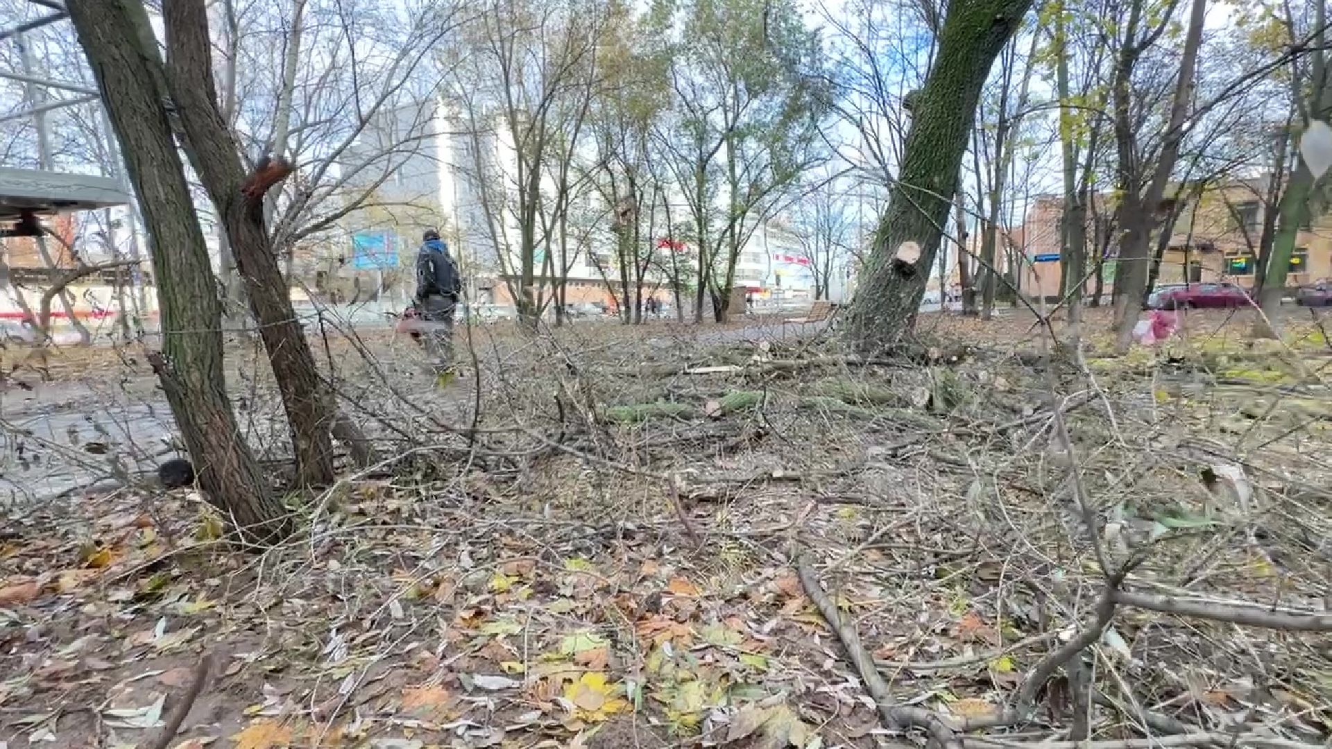 Реутов, деревья, опиловка, дендрологи,