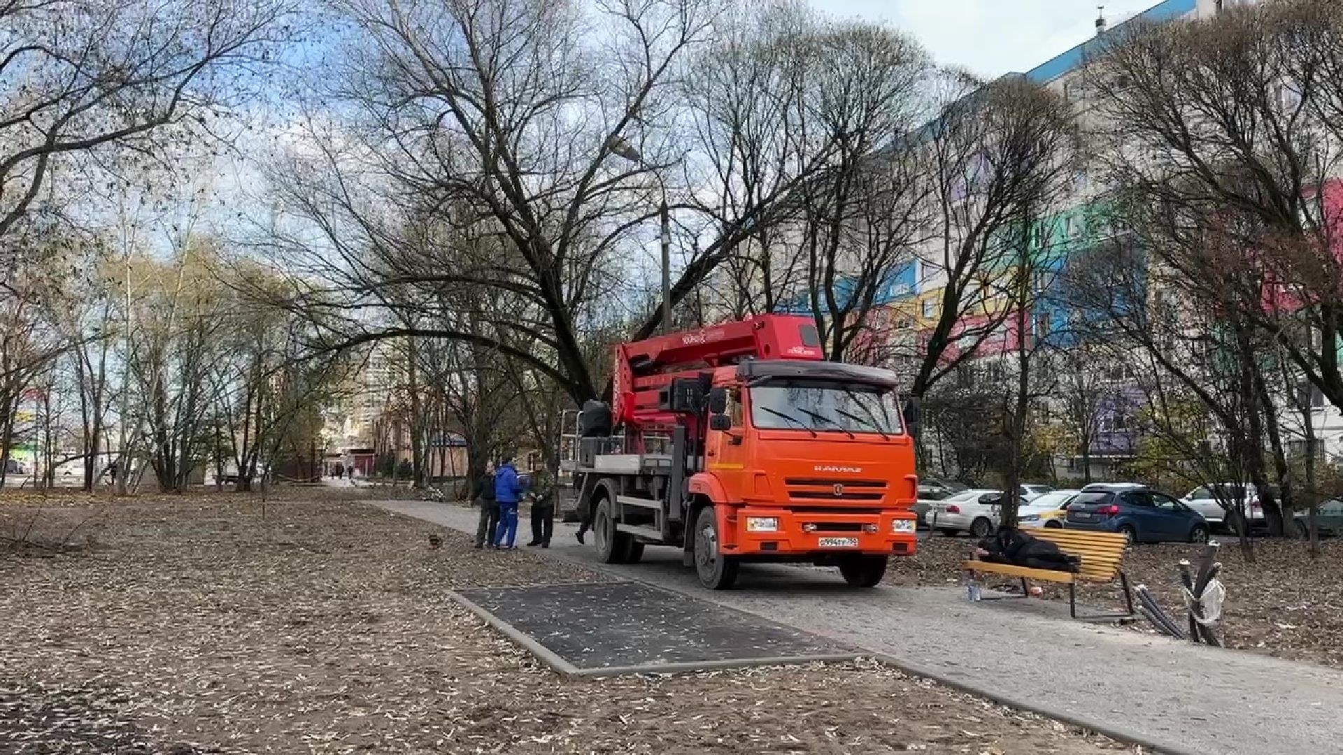 Реутов, деревья, опиловка, дендрологи,