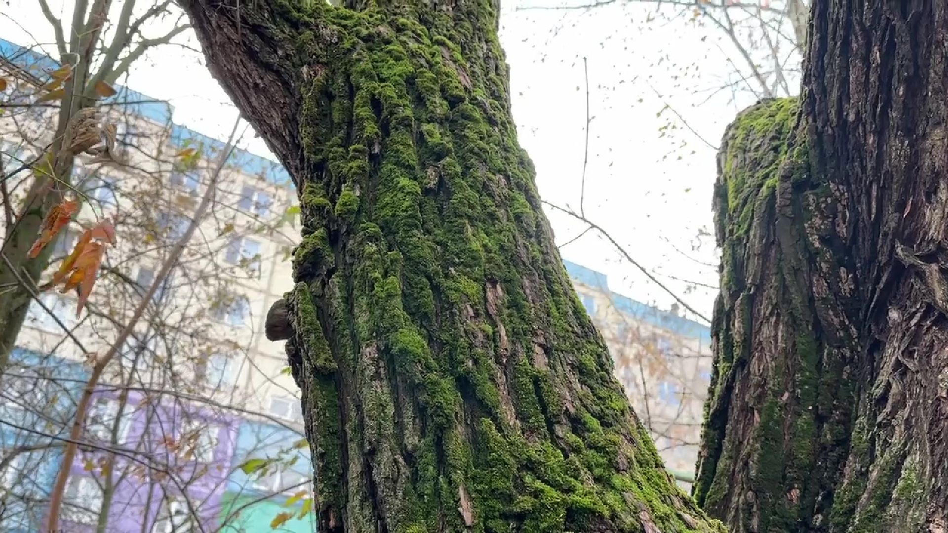 Реутов, деревья, опиловка, дендрологи,