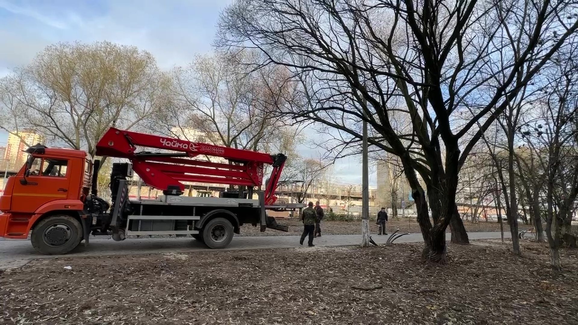 Реутов, деревья, опиловка, дендрологи,