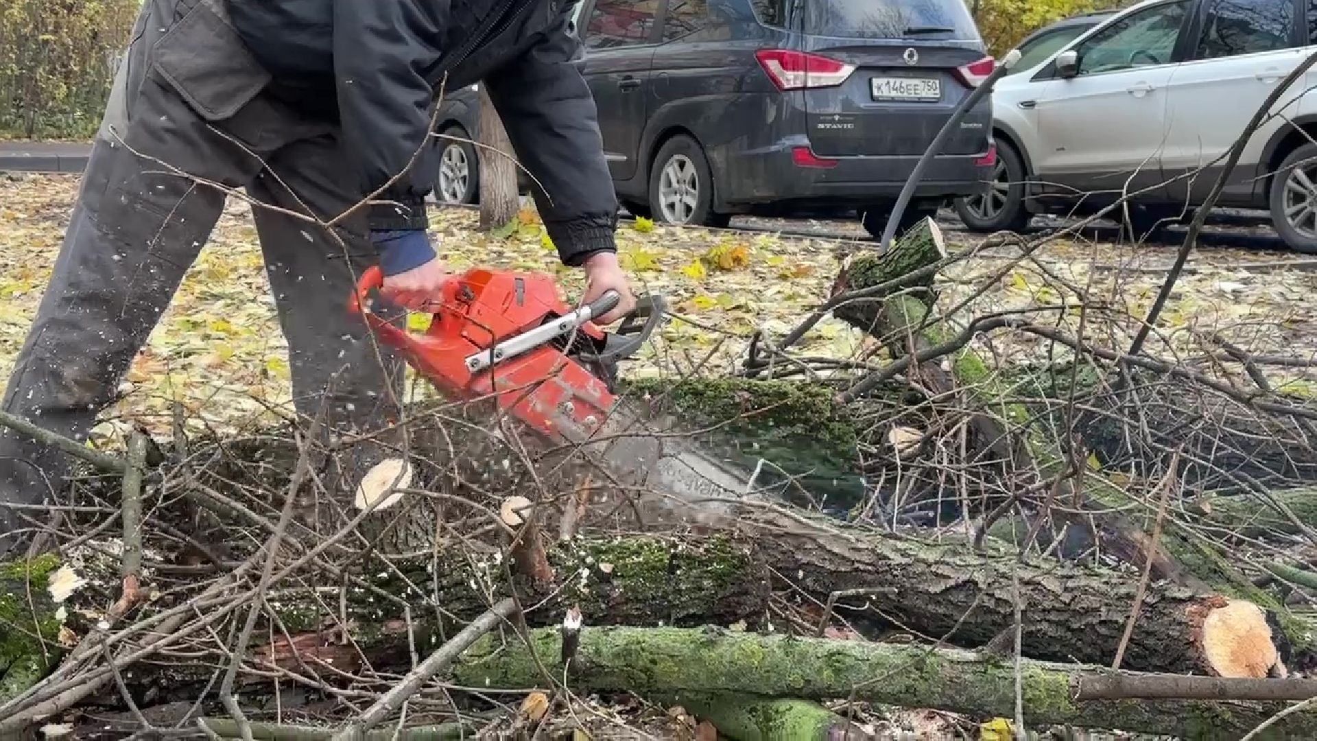 Реутов, деревья, опиловка, дендрологи,