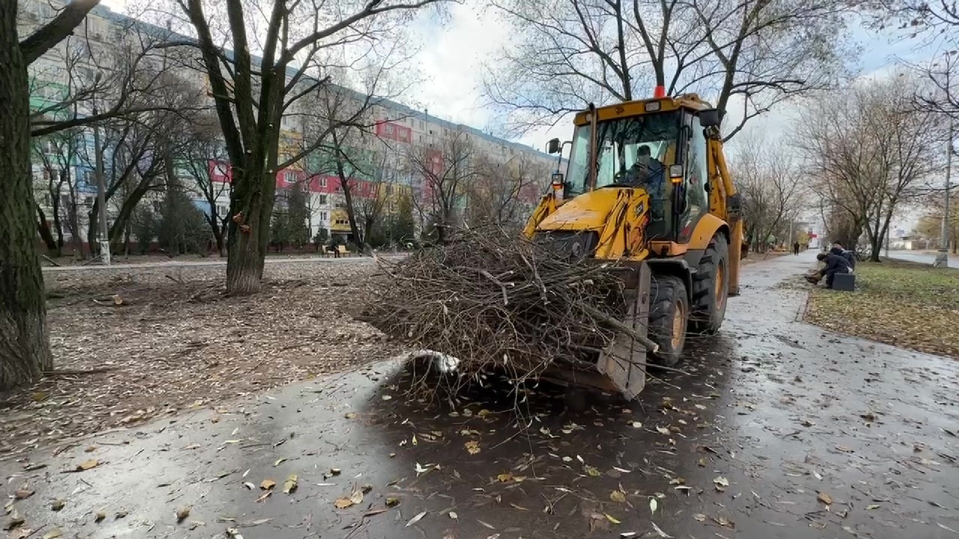 Реутов, деревья, опиловка, дендрологи,