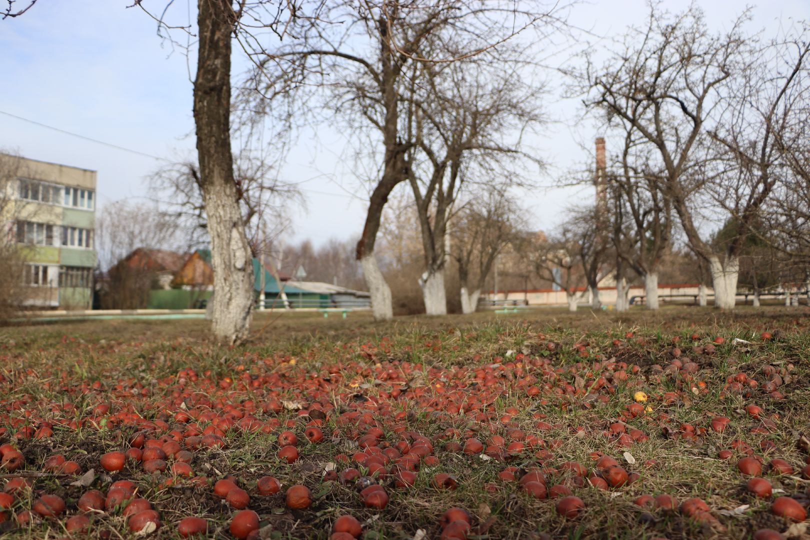 Серебряные Пруды, поселок Успенский, Яблоневый сад, благоустройство,