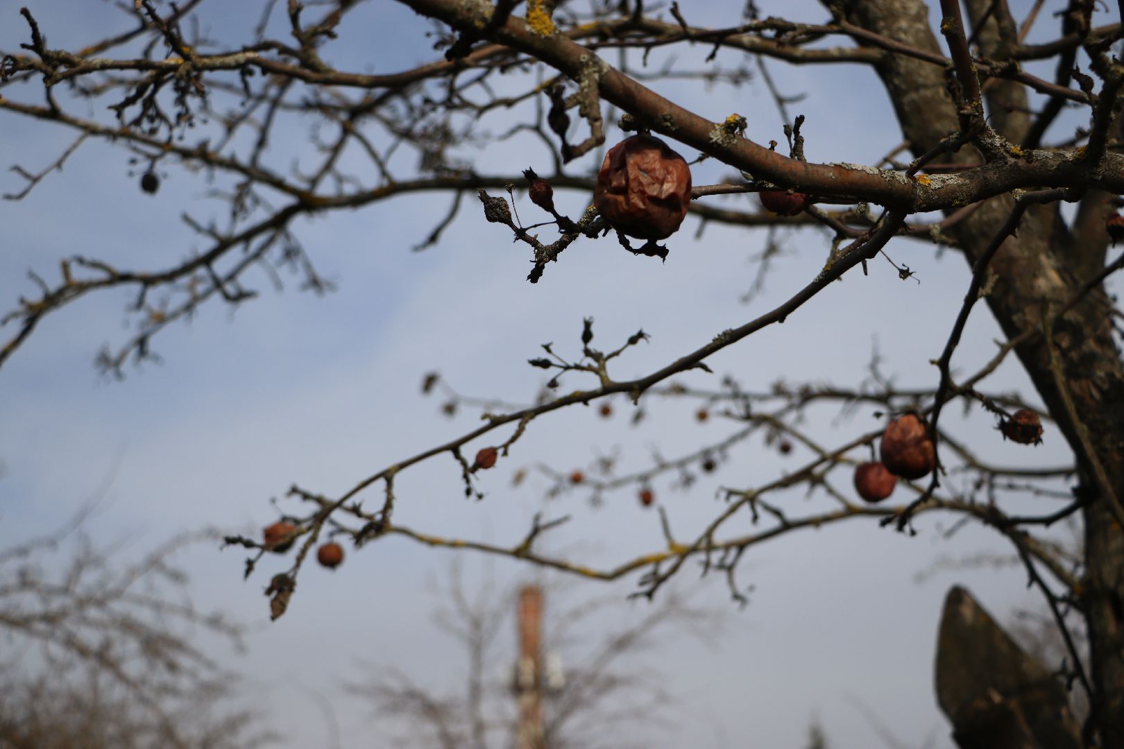 Серебряные Пруды, поселок Успенский, Яблоневый сад, благоустройство,