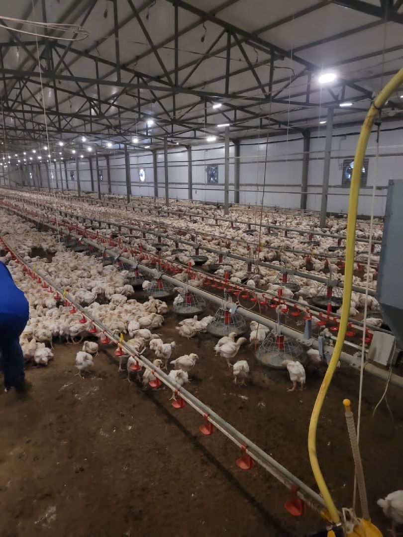 шаховская, птицеводство, куры, производство,