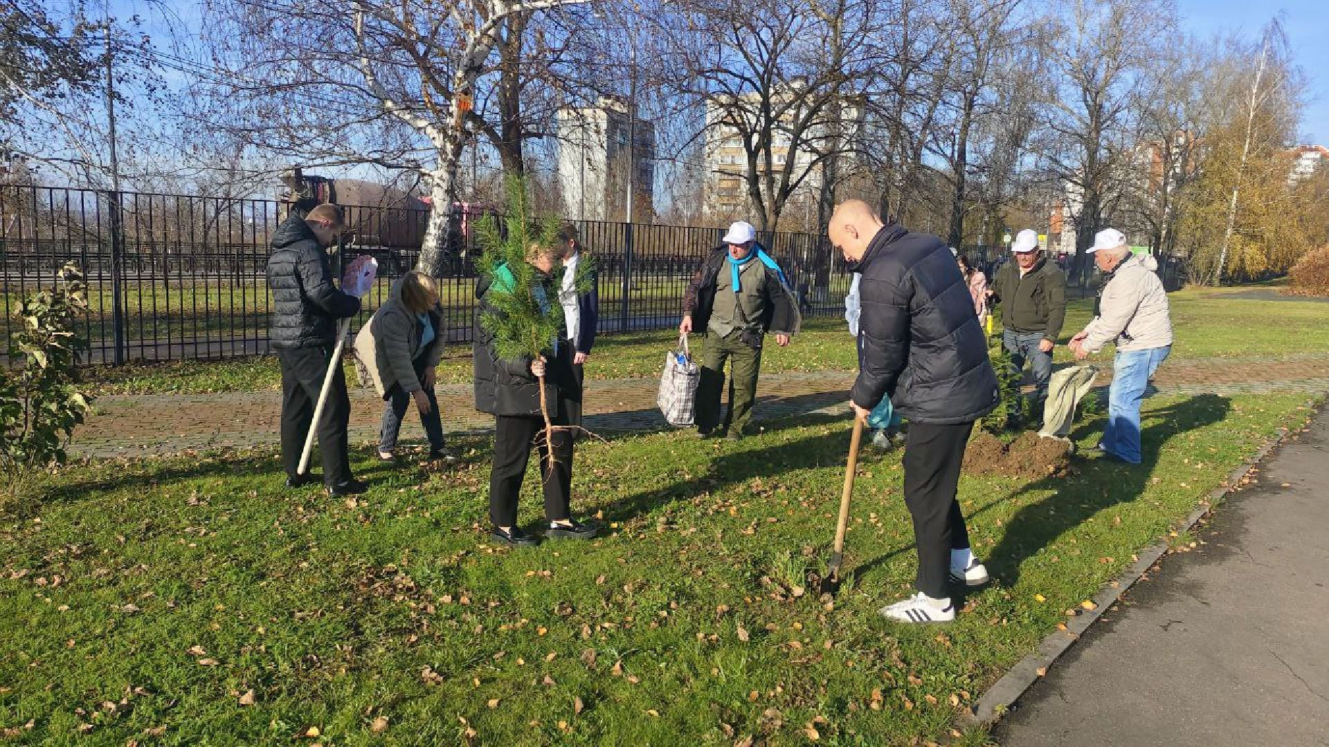 День народного единства, высадка елей, Домодедово,